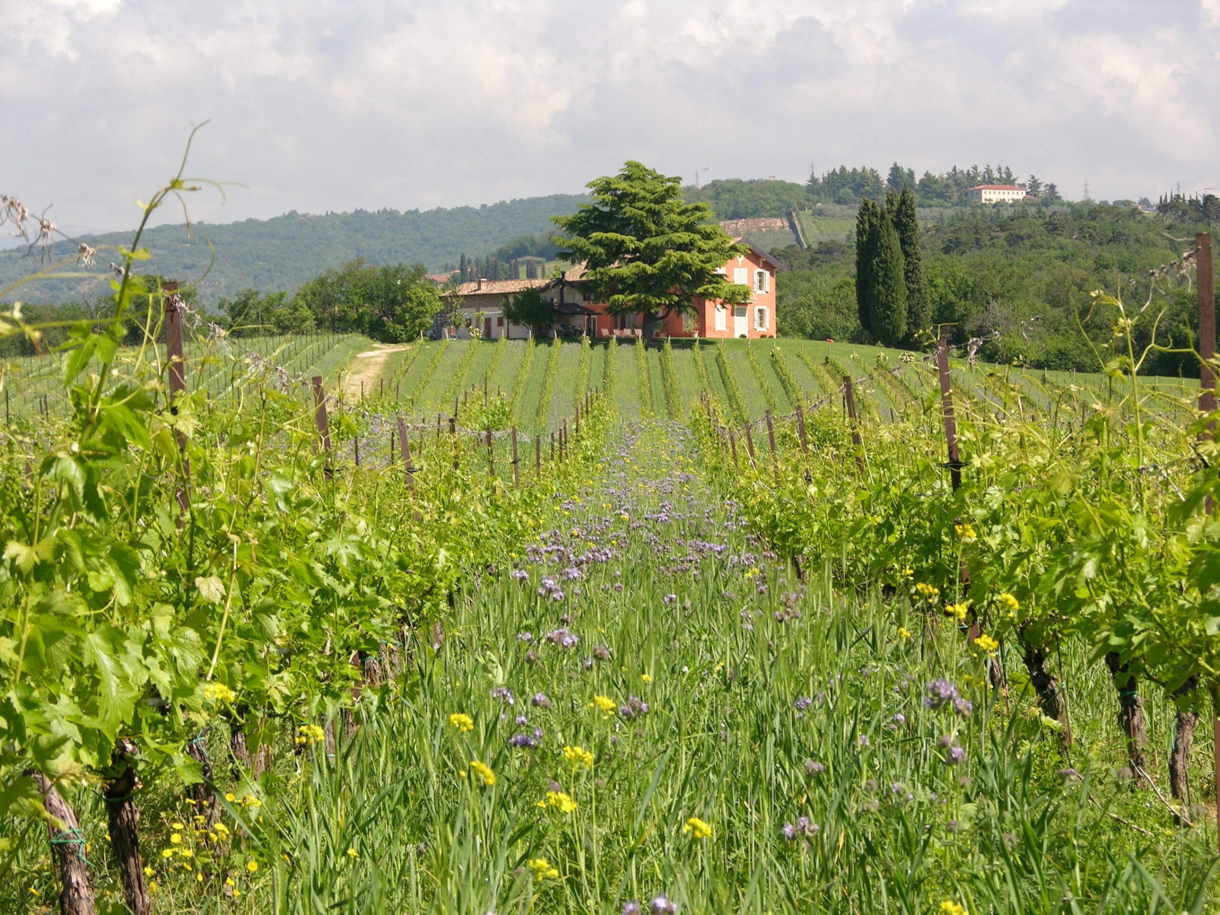 Italian Wine Collection