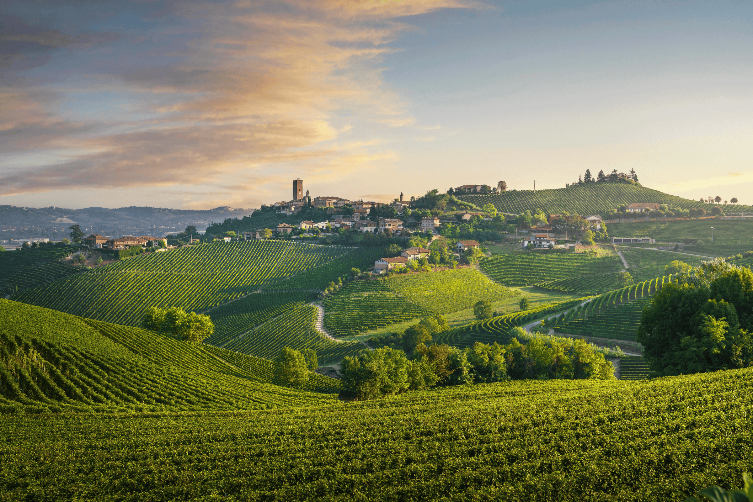 Single Vineyard Wine Collection at SommSelect
