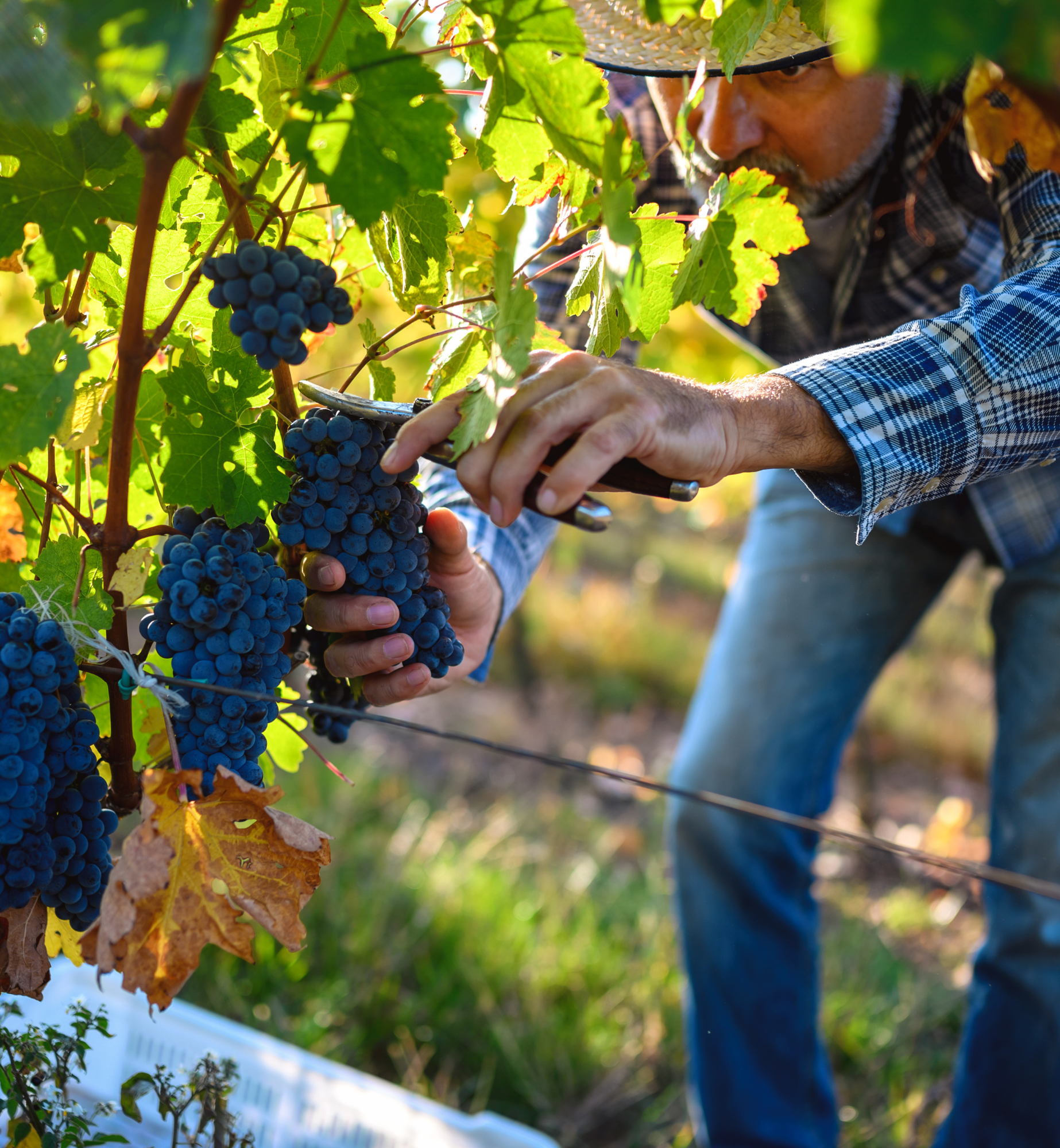 SommSelect Daily Discoveries