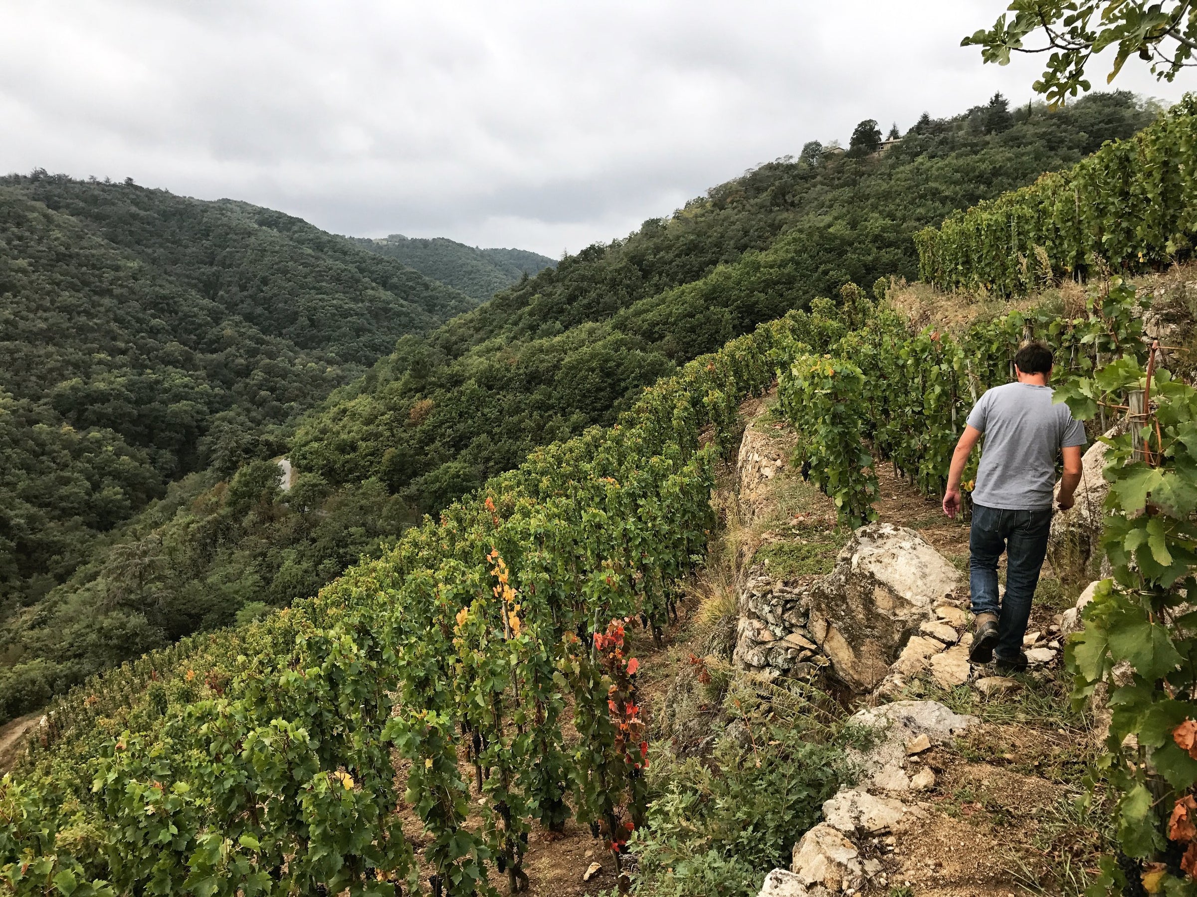 Domaine Jean-Louis Chave