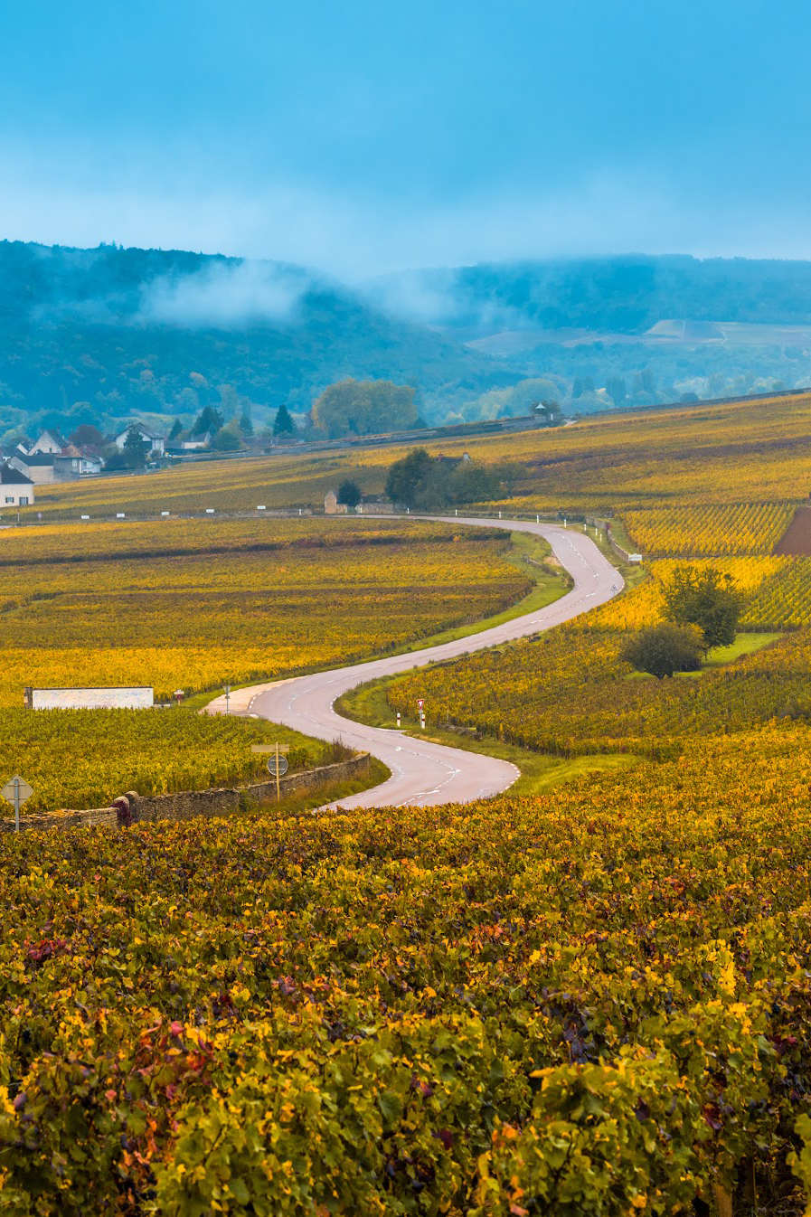 The French Wine Collection