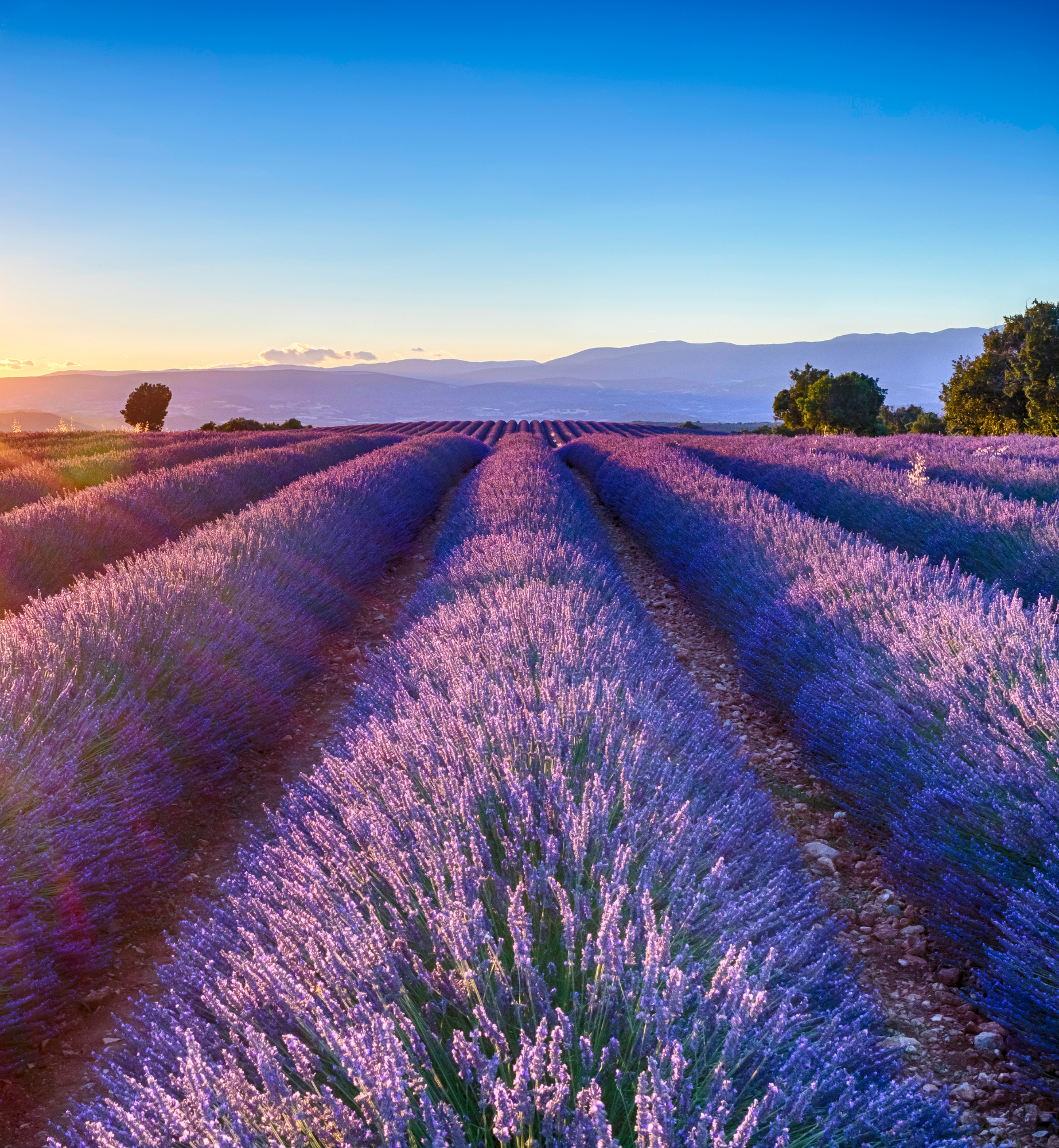Lavender Fields