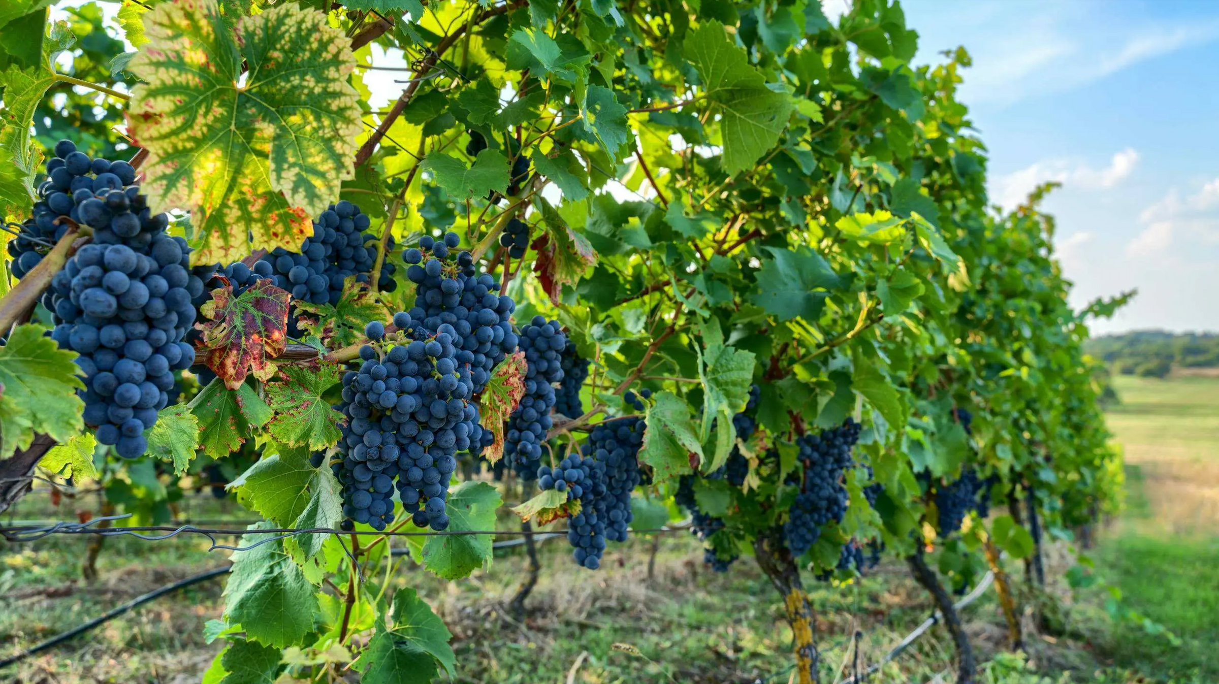Vineyard with clusters of blue grapes on green vines.