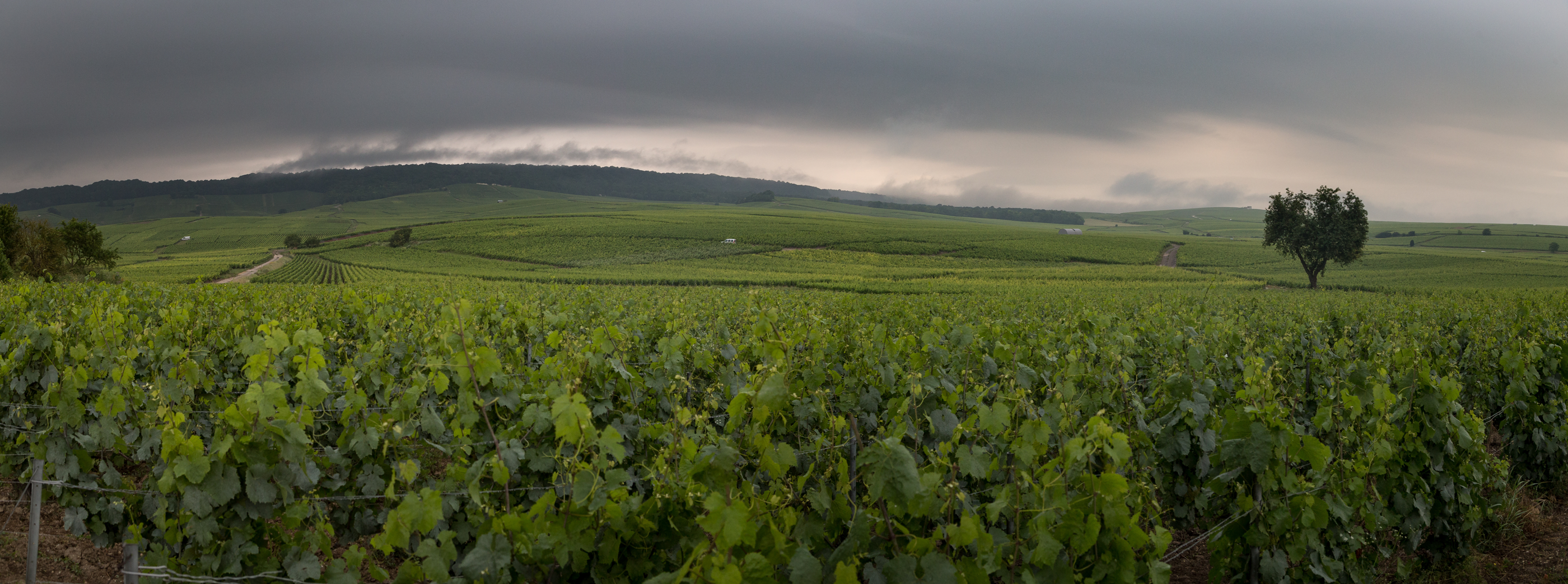 Ambonnay Grand Cru (Montagne de Reims, Champagne)