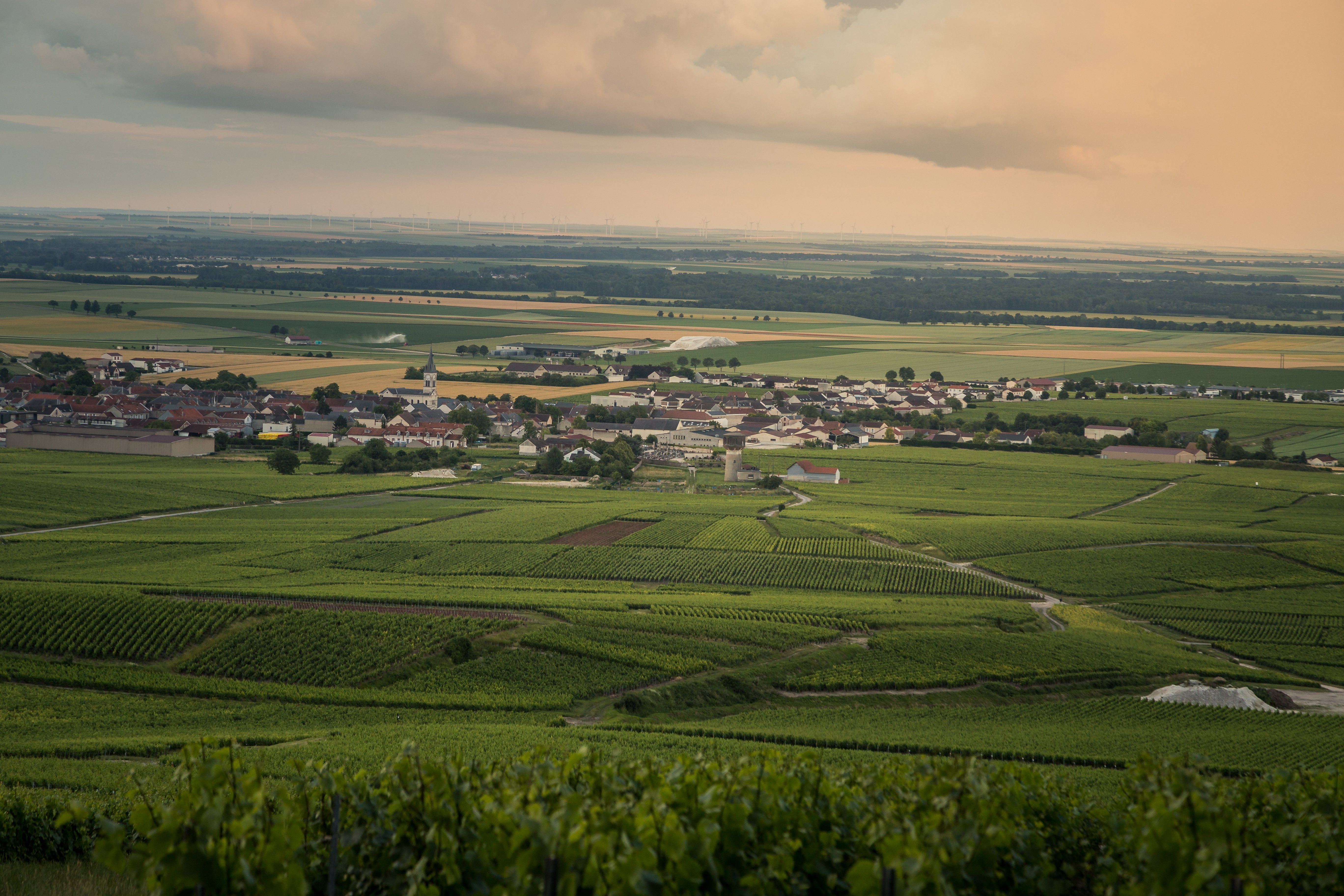 Bouzy Grand Cru (Montagne de Reims, Champagne)