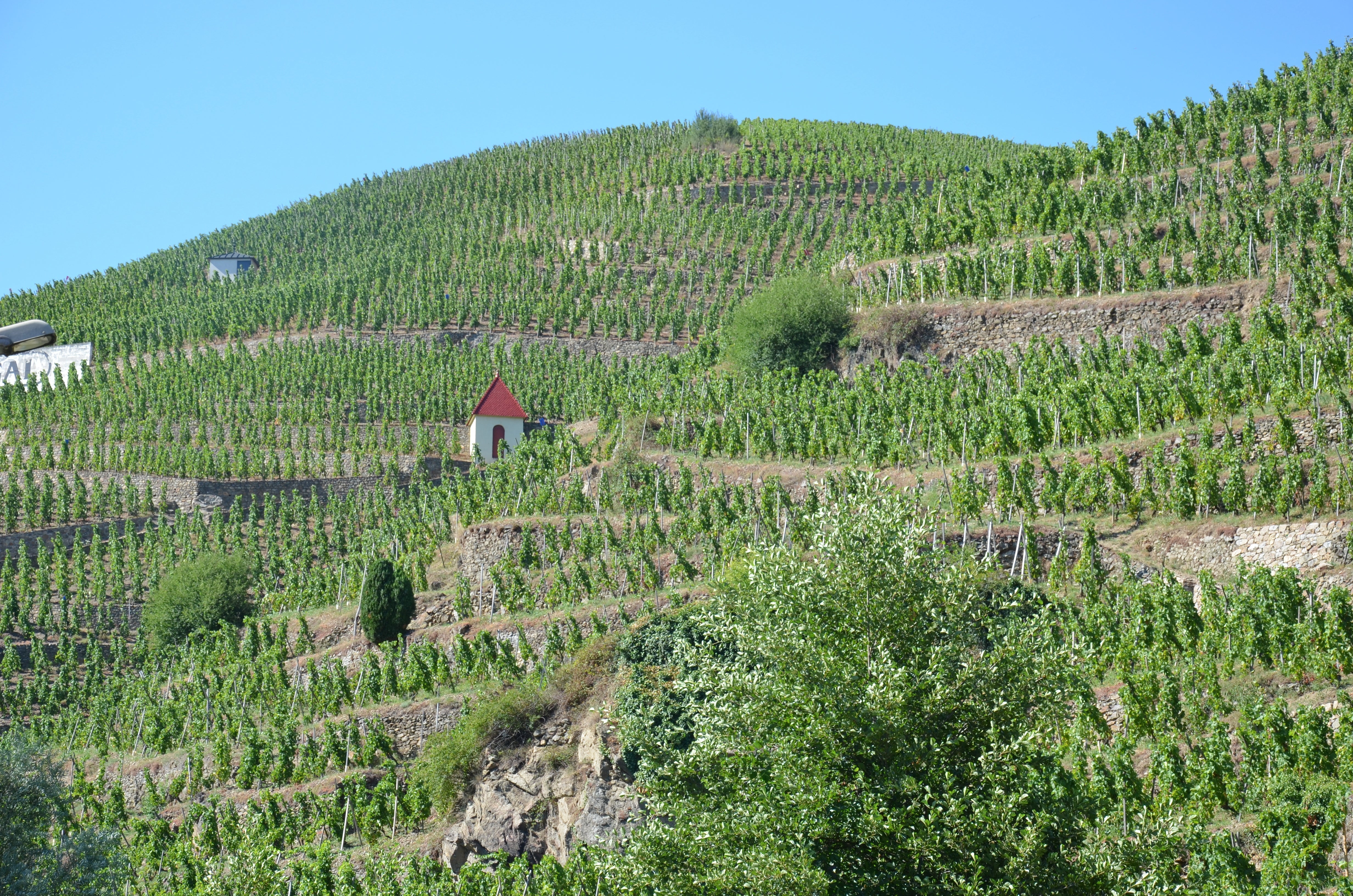 Côte-Rôtie - Northern Rhône Benchmark