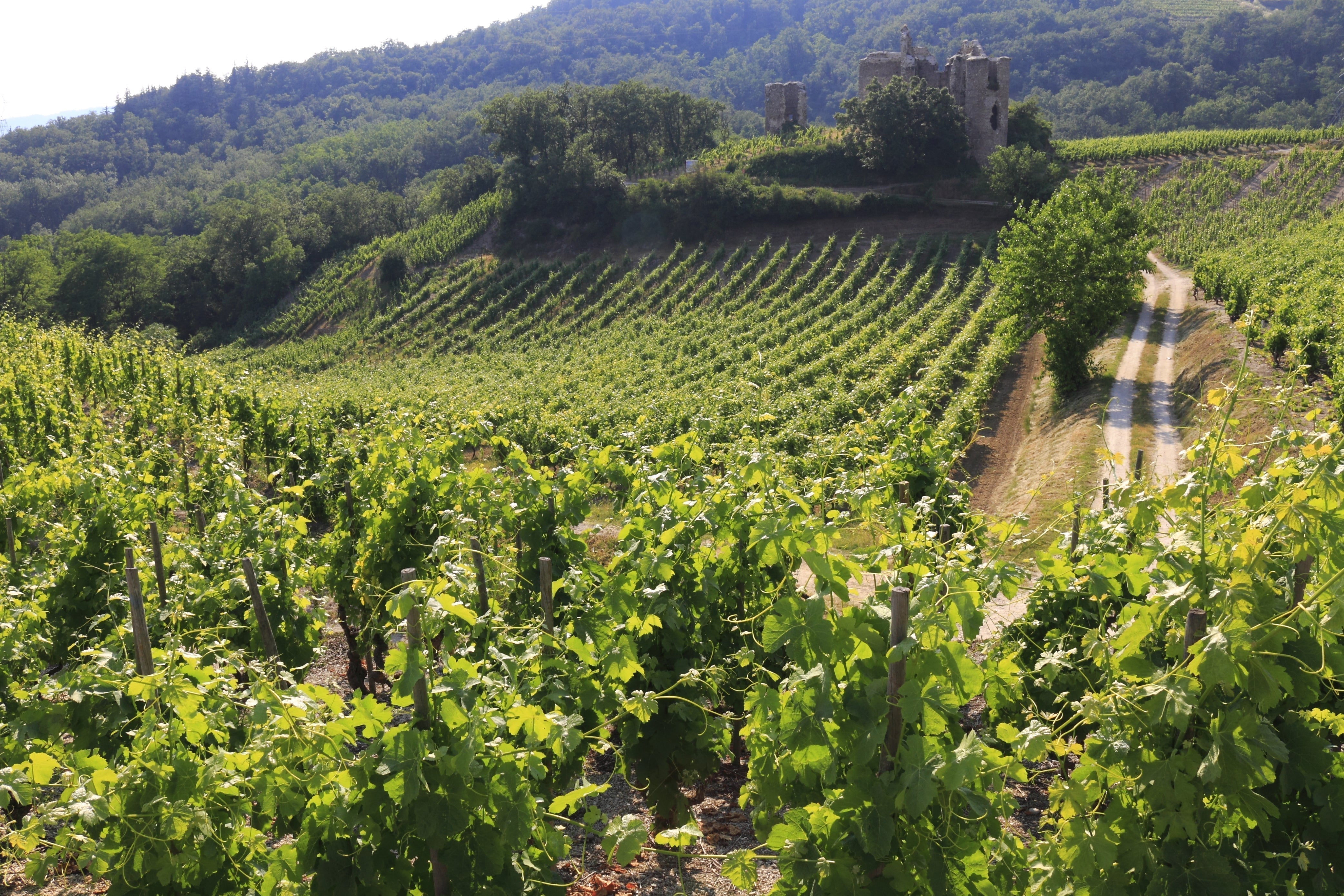 Hermitage - Northern Rhône Valley