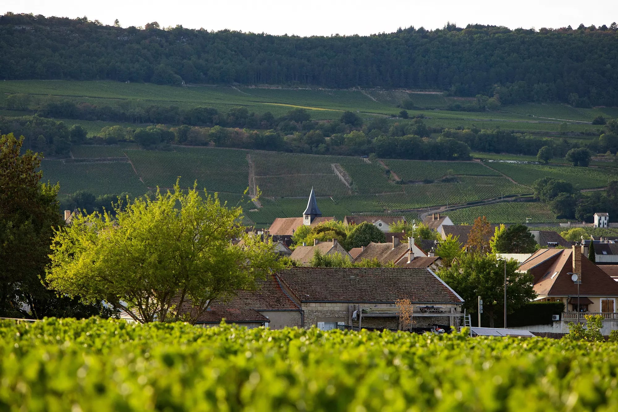 Behind The Wine: Domaine Leflaive 