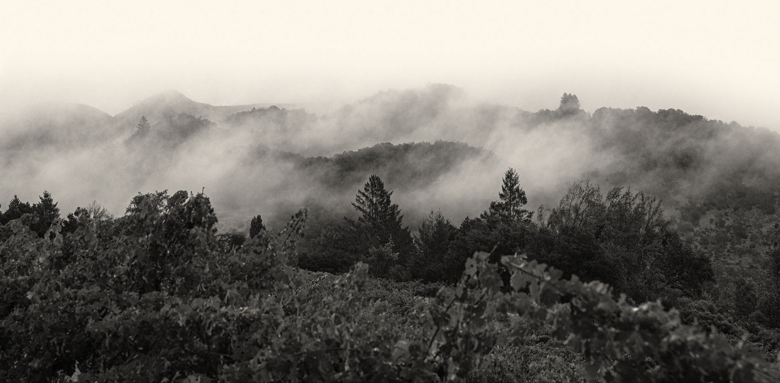 Far Mountain Wines - Sonoma County