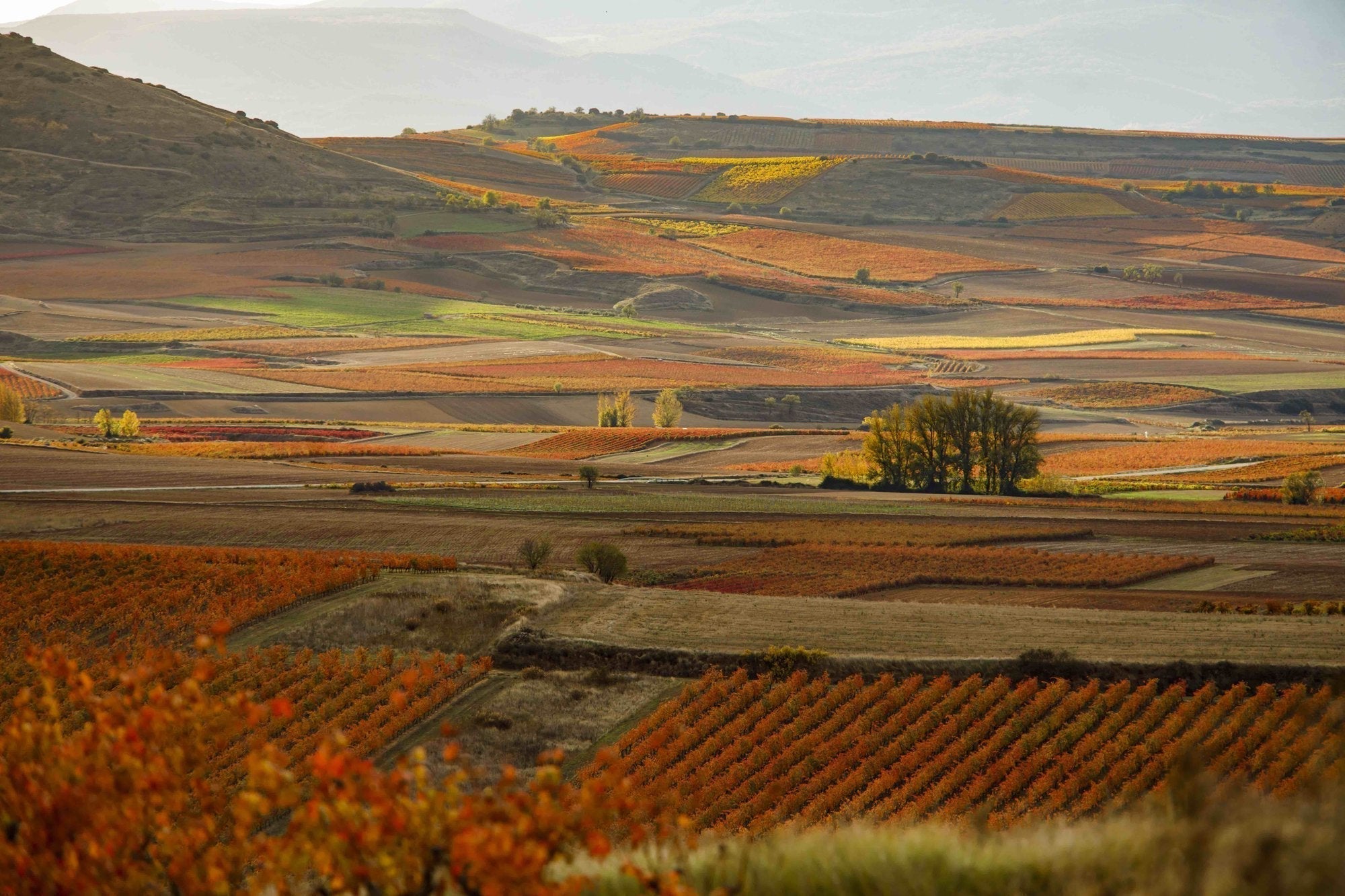 Rioja Library Collection at SommSelect