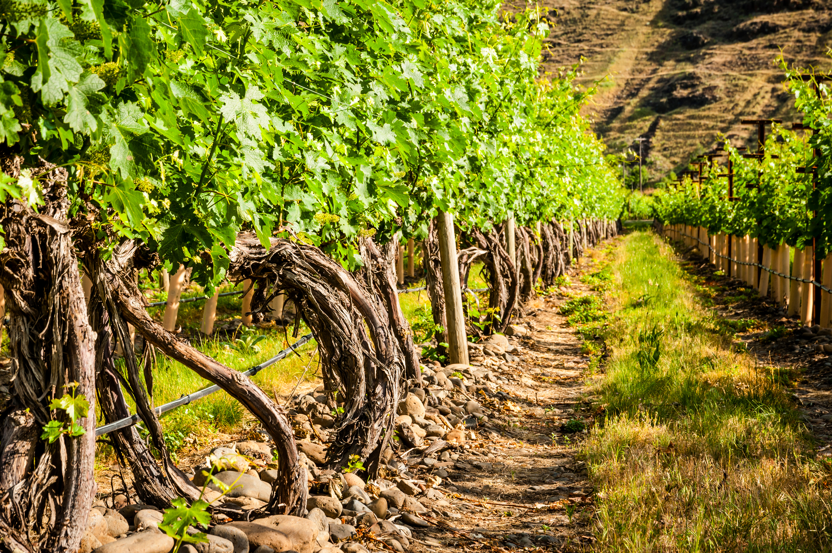 The Rocks District of Milton-Freewater AVA