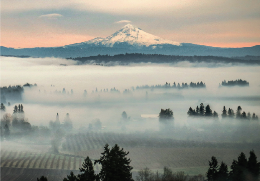 Willamette Library Collection at SommSelect