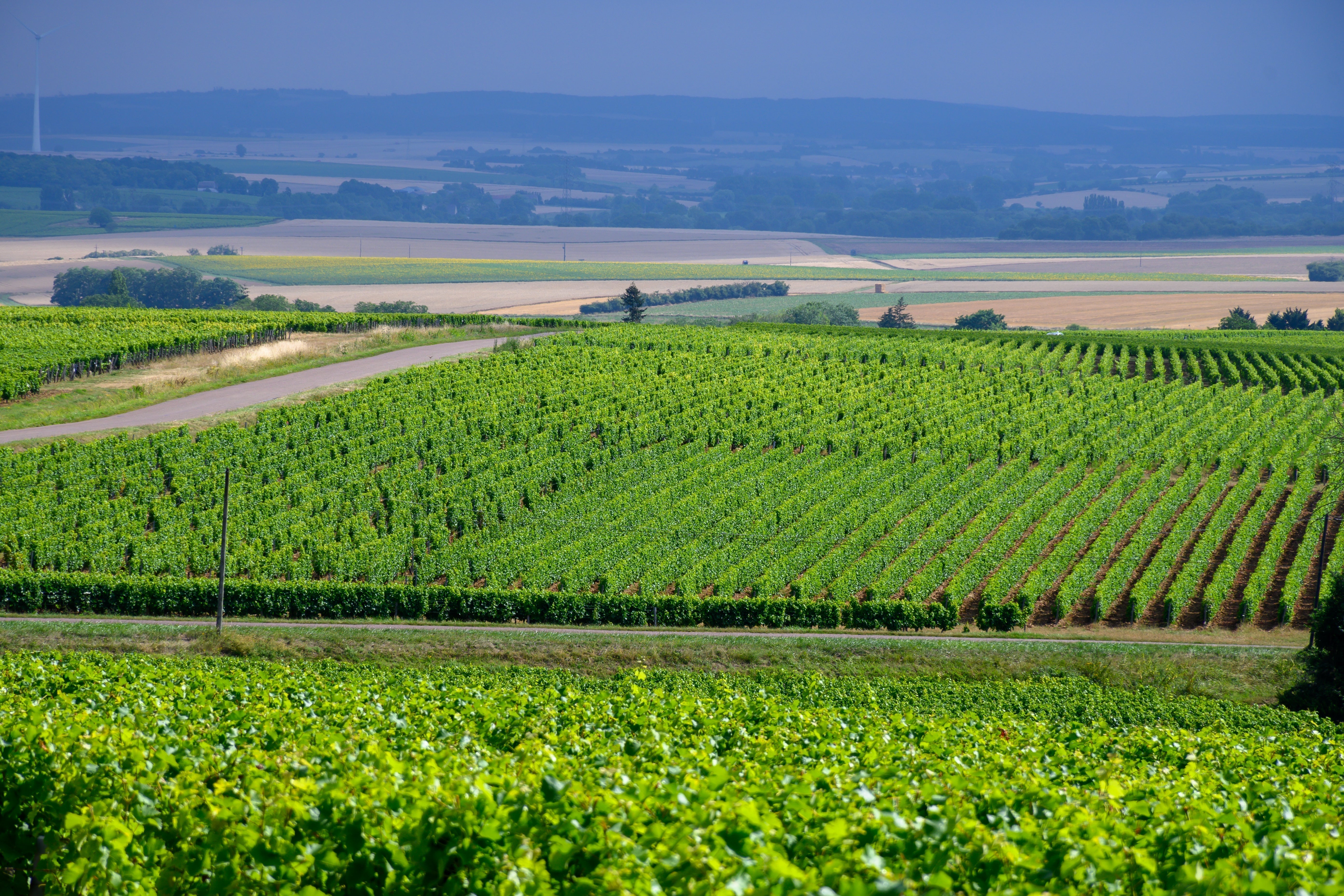 Explore Pouilly-Fumé AOC in Loire Valley