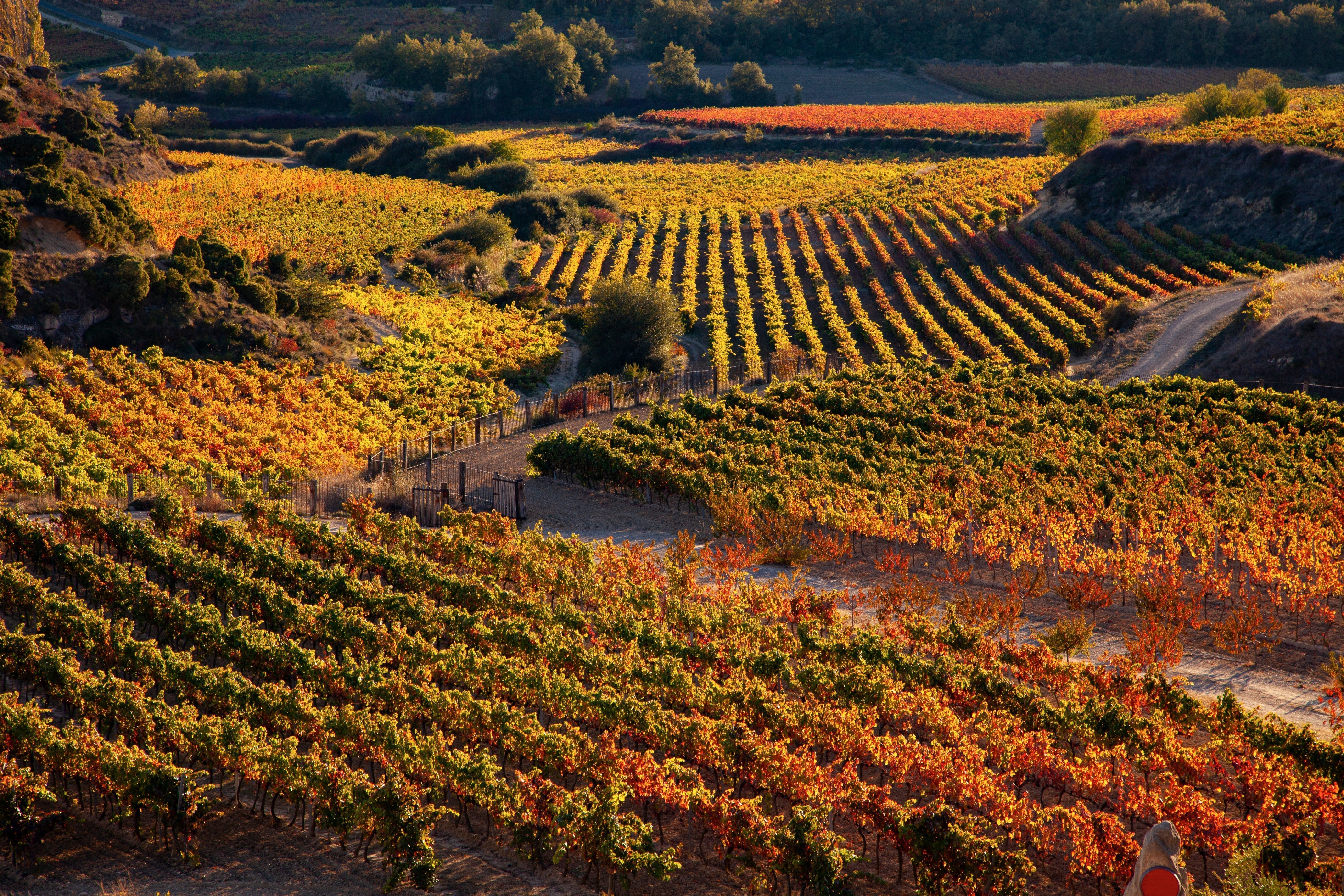 Historic Vineyards of La Rioja, Spain
