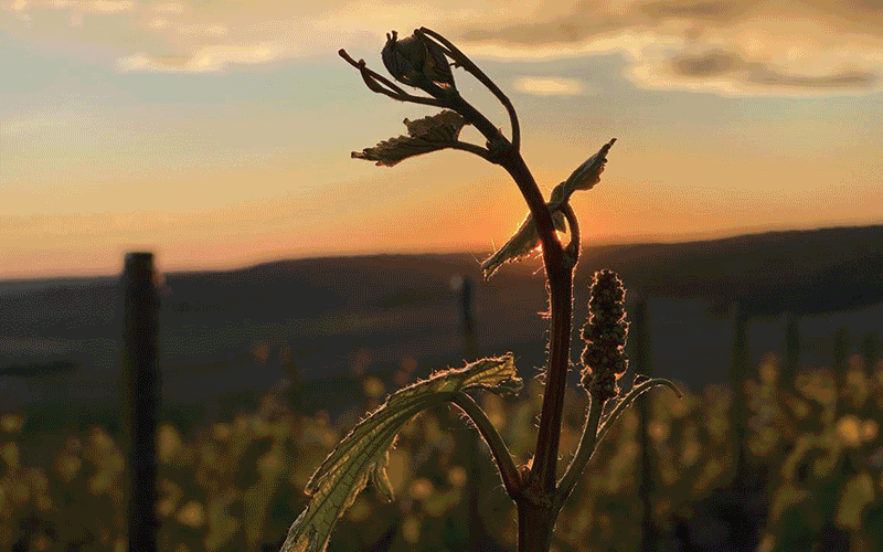 Sommelier Wine Team Top Picks of 2025