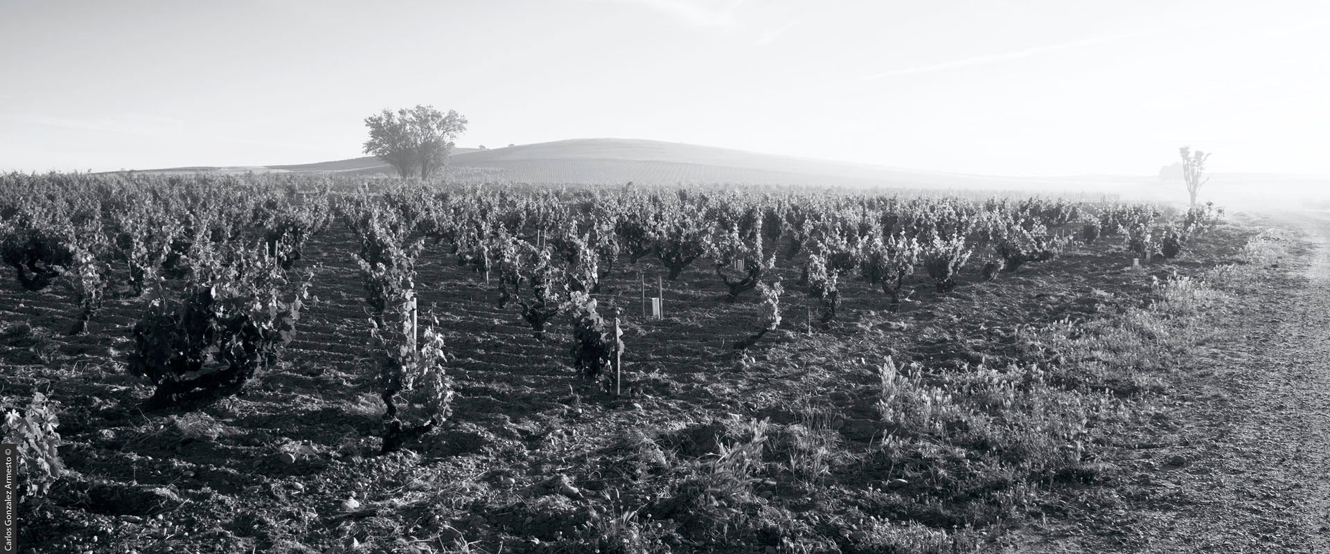 Behind The Wine: Dominio de Pingus