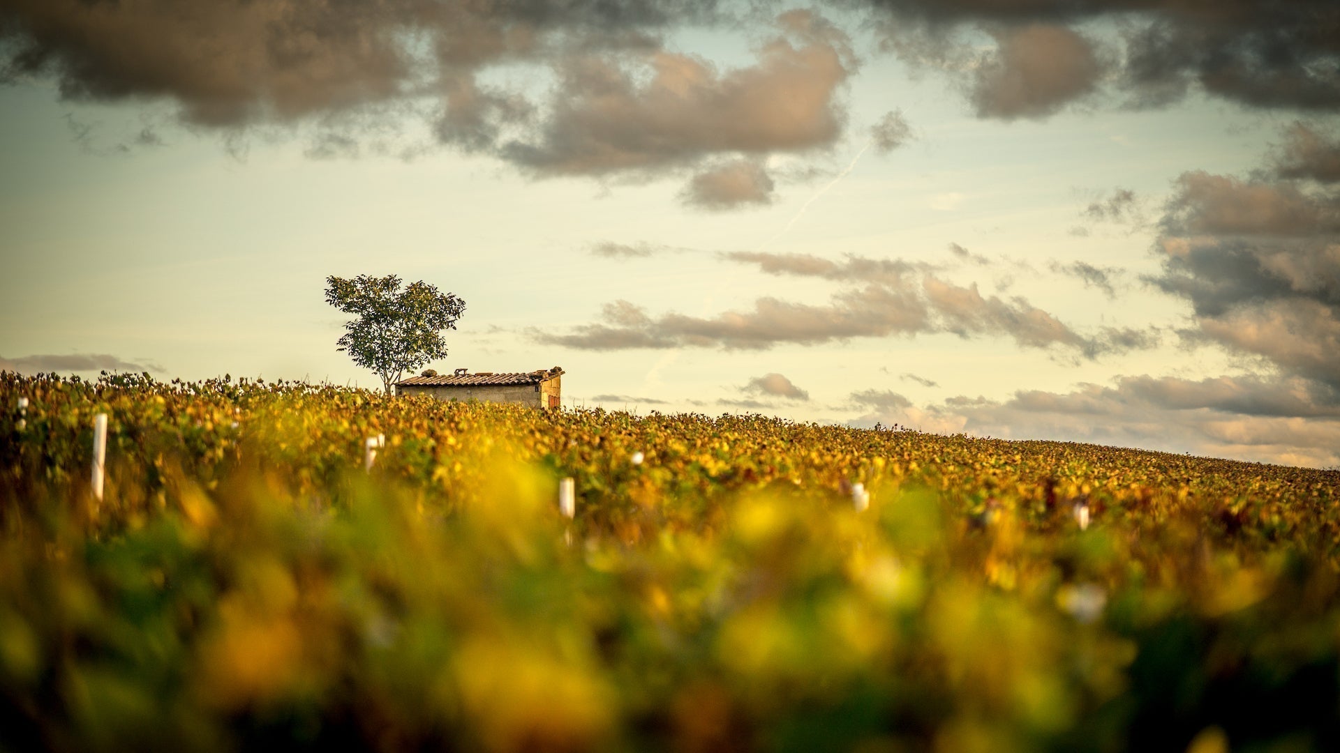 The Chablis AOC