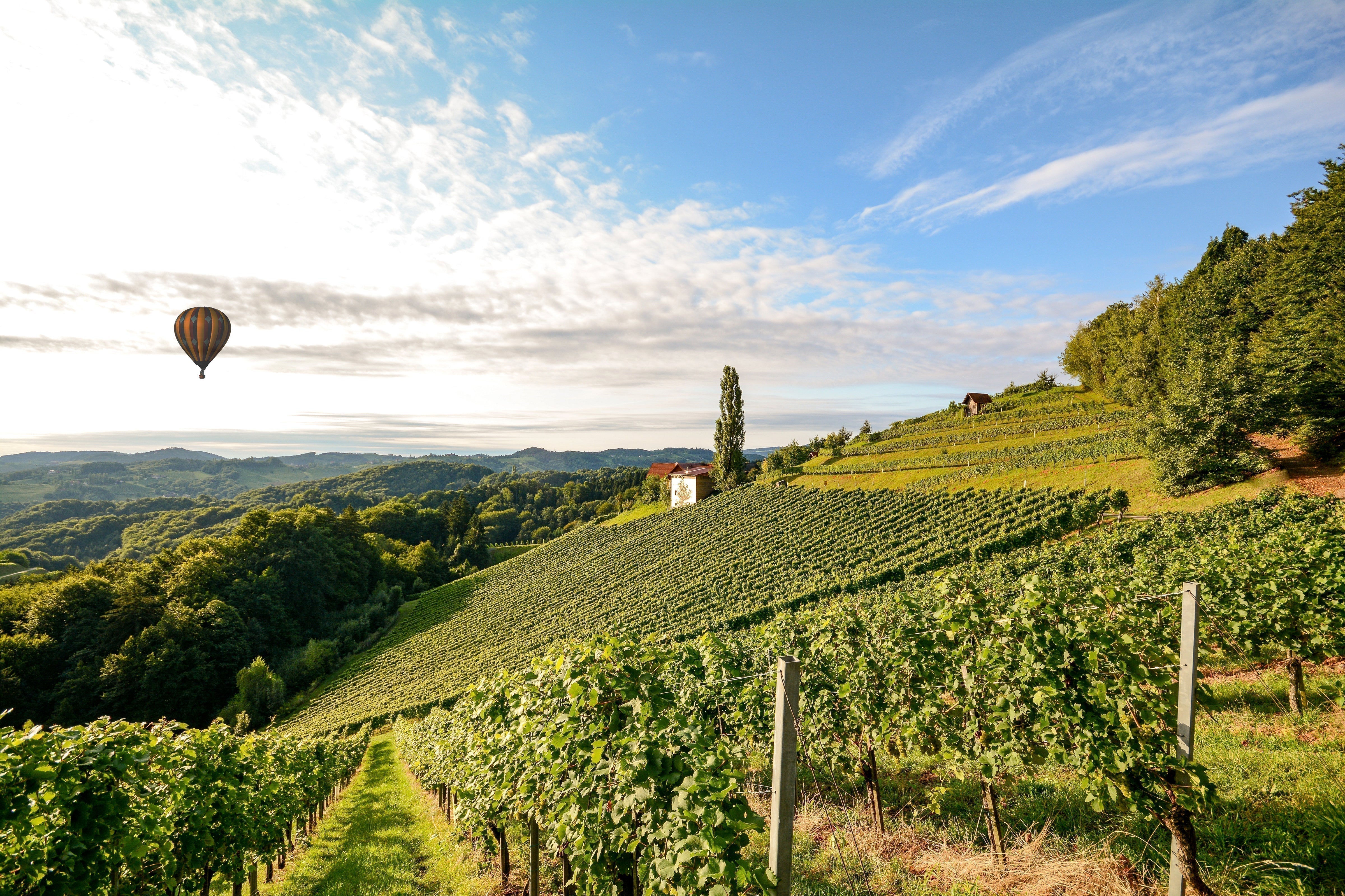 Rhône Valley Wine Guide: History, Regions, and Top Wines