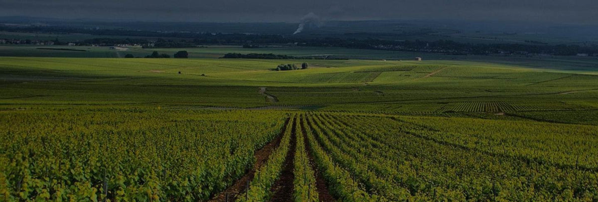 Mesnil-sur-Oger Champagne