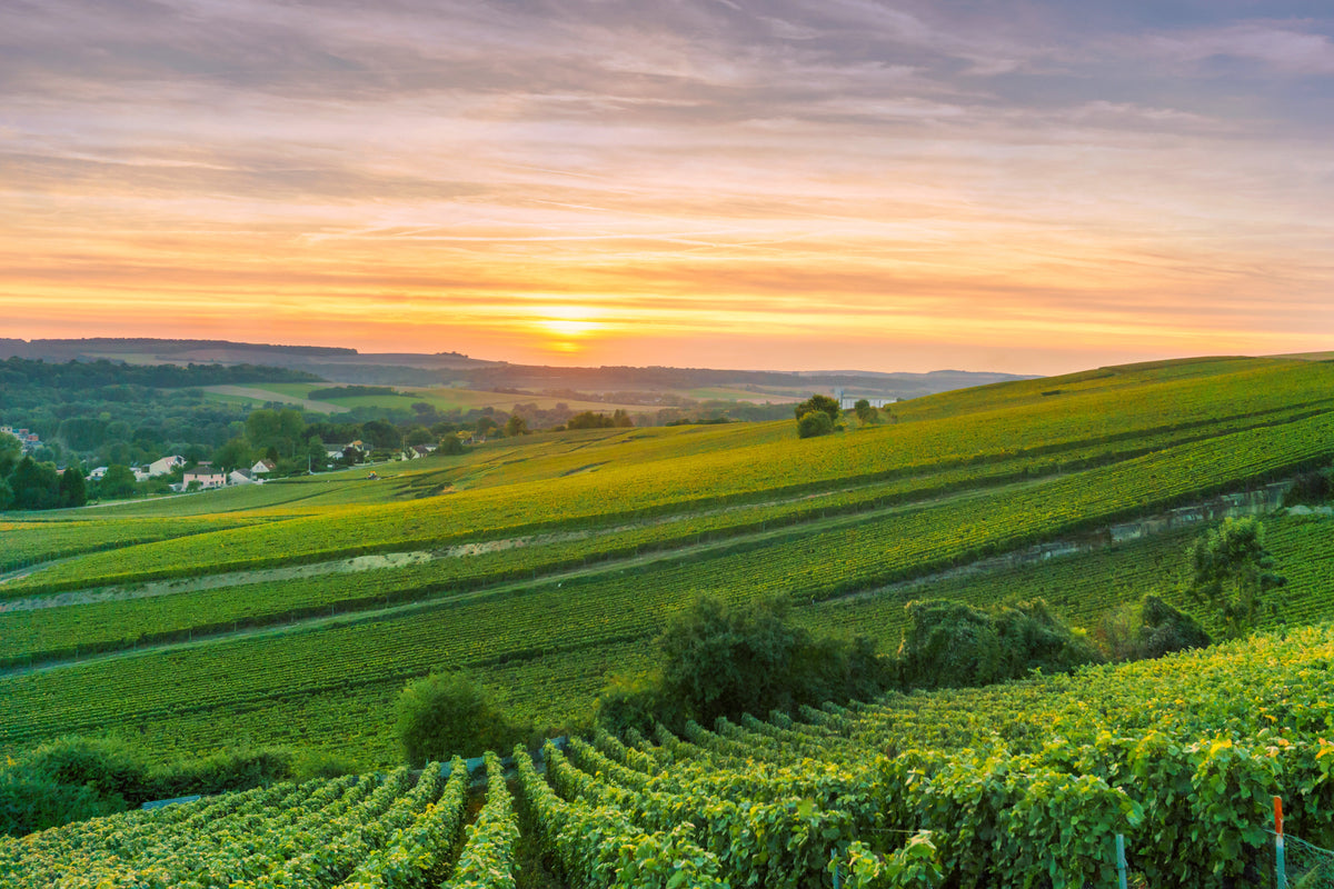 Montagne de Reims Champagne