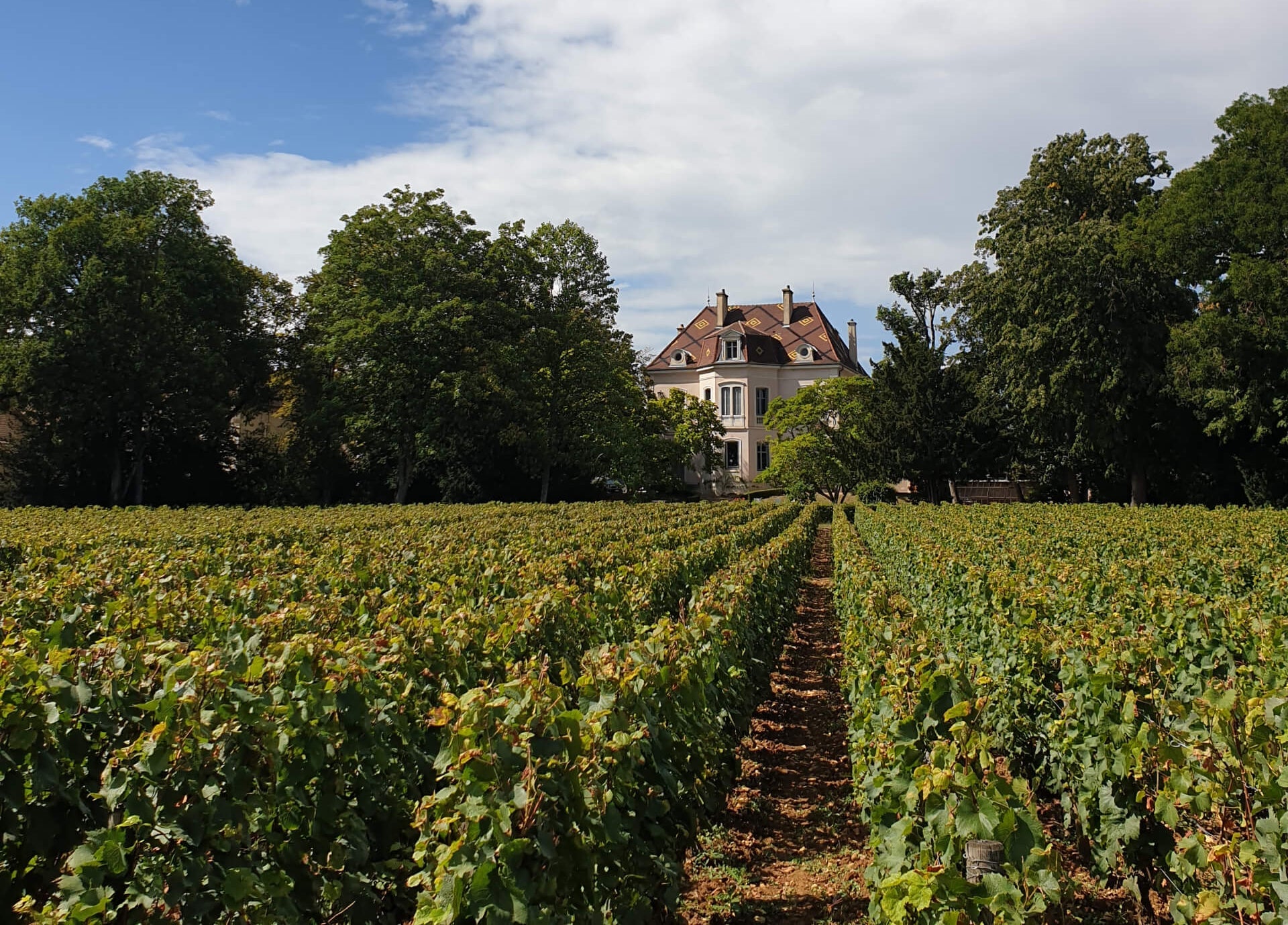 Dominique Lafon Burgundy Wines