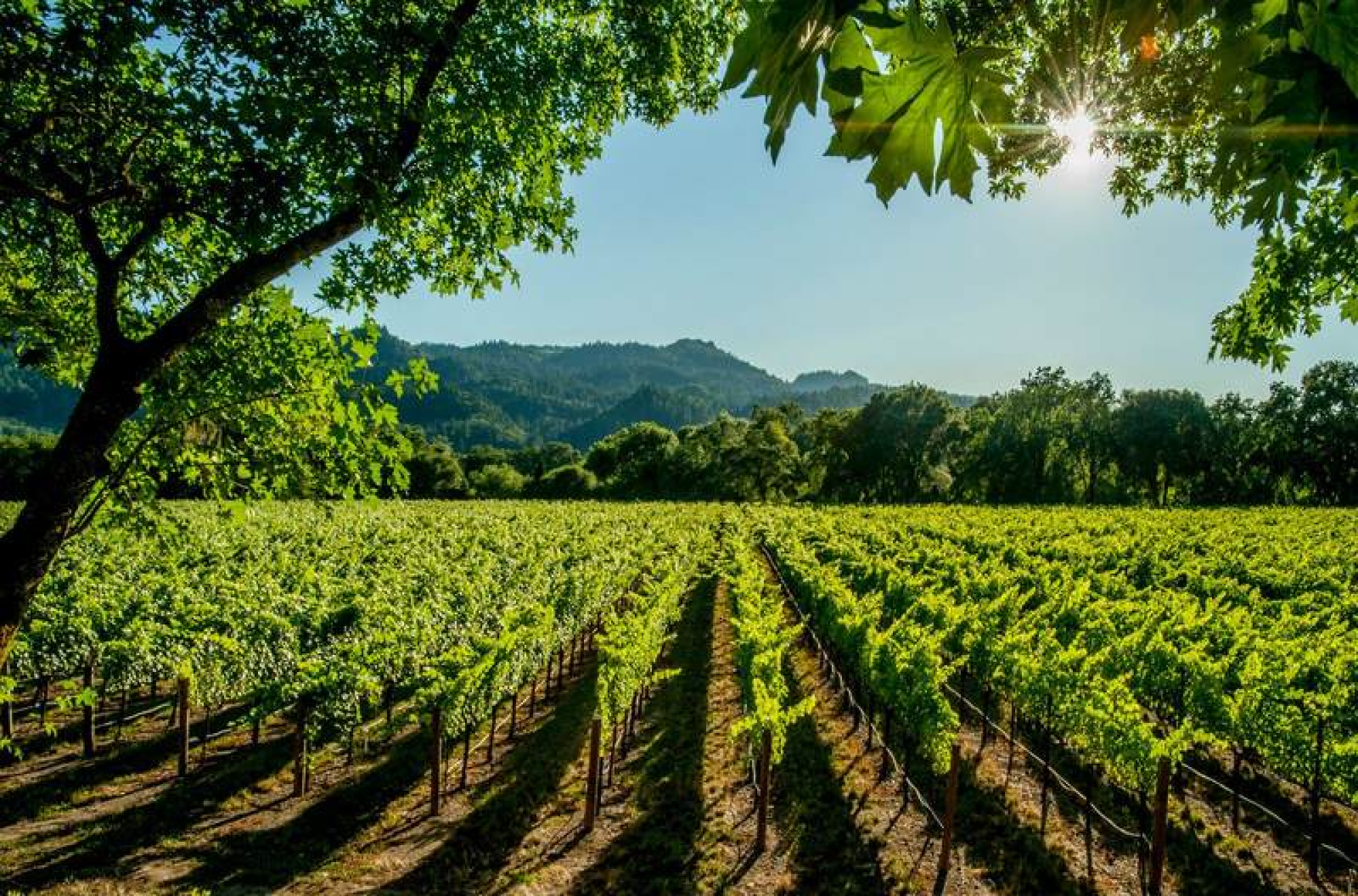 Earth Day Wine Collection