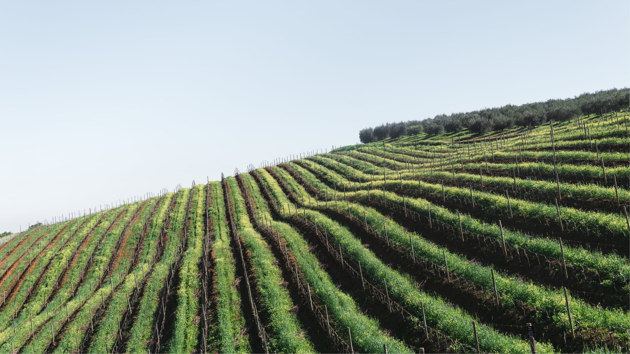 Jean-Marc Pillot Wine Collection