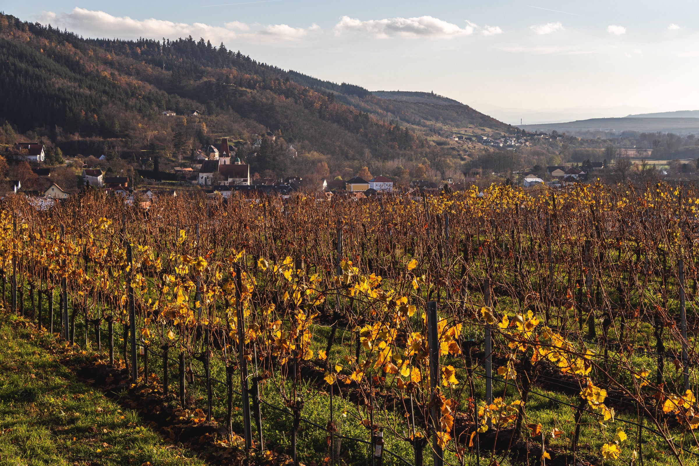 Kamptal Austria Wines