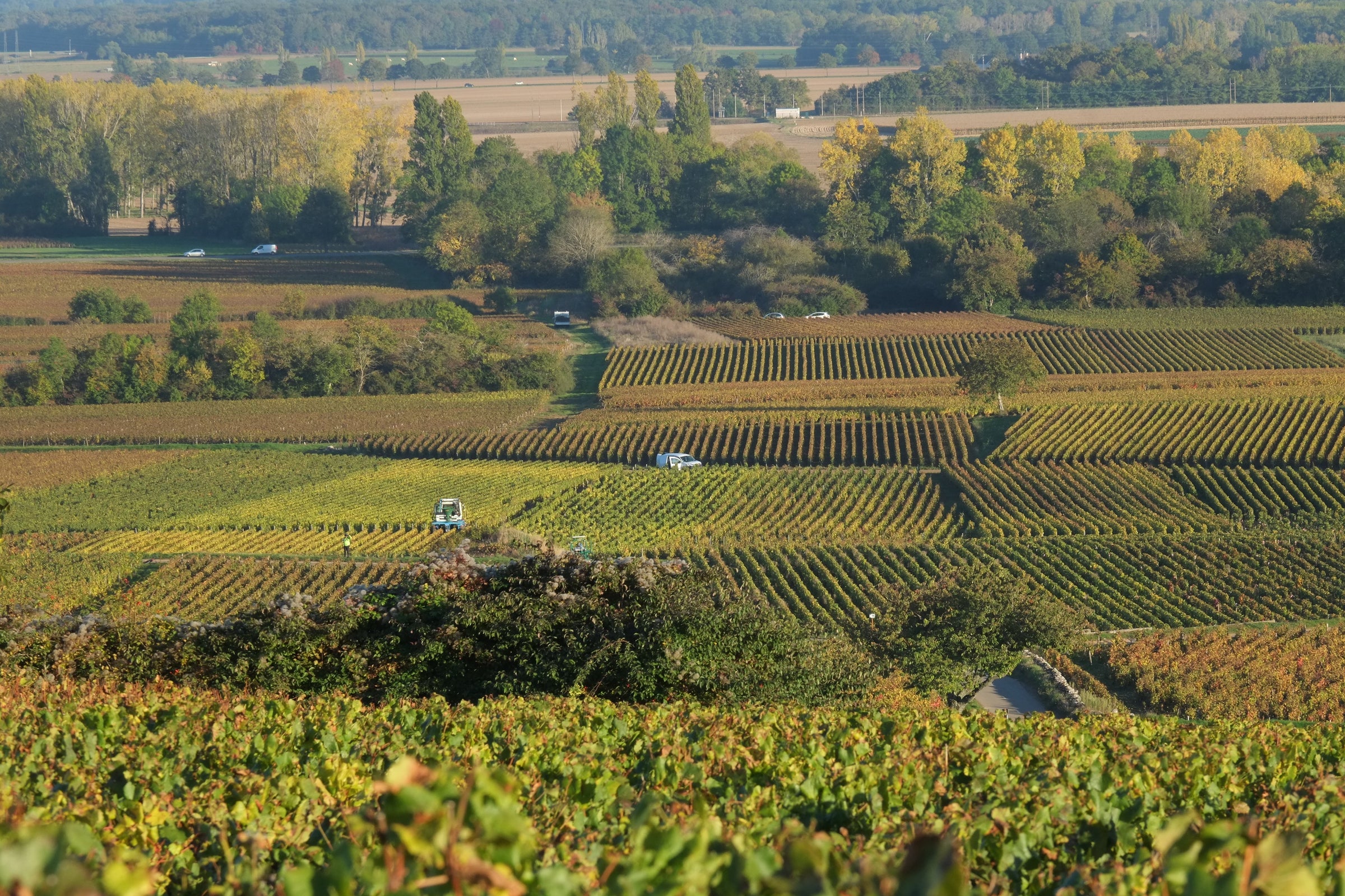 Meursault Wine Collection