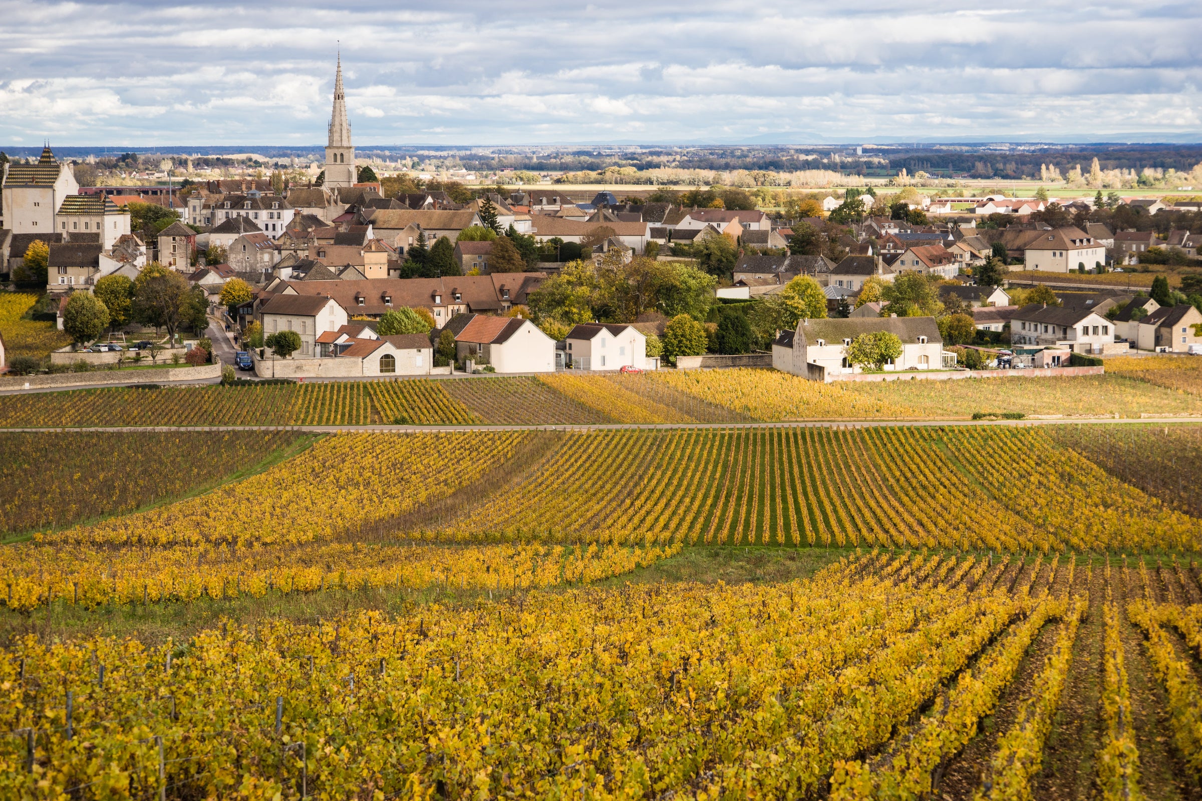 White Wine Burgundy Collection
