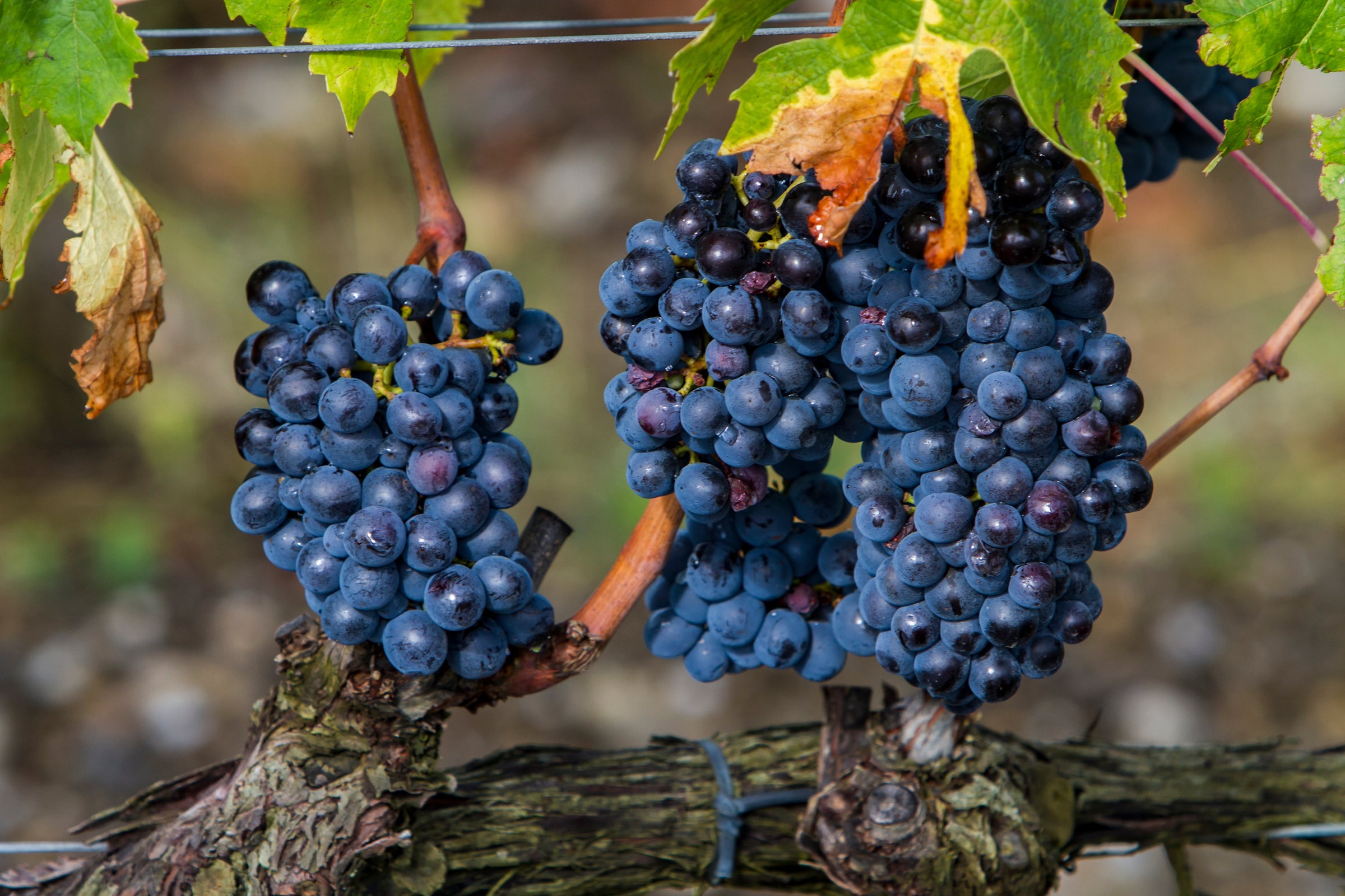 Brunello di Montalcino Wine Collection