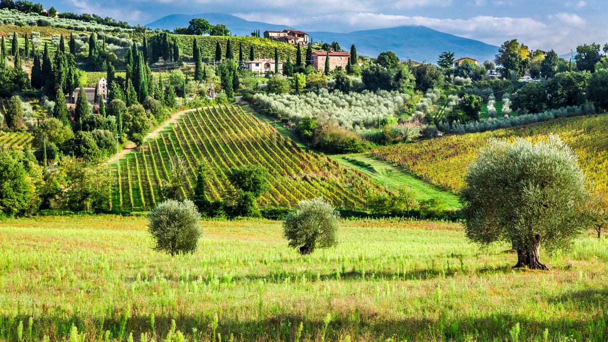 Italian Elite Wine Collection
