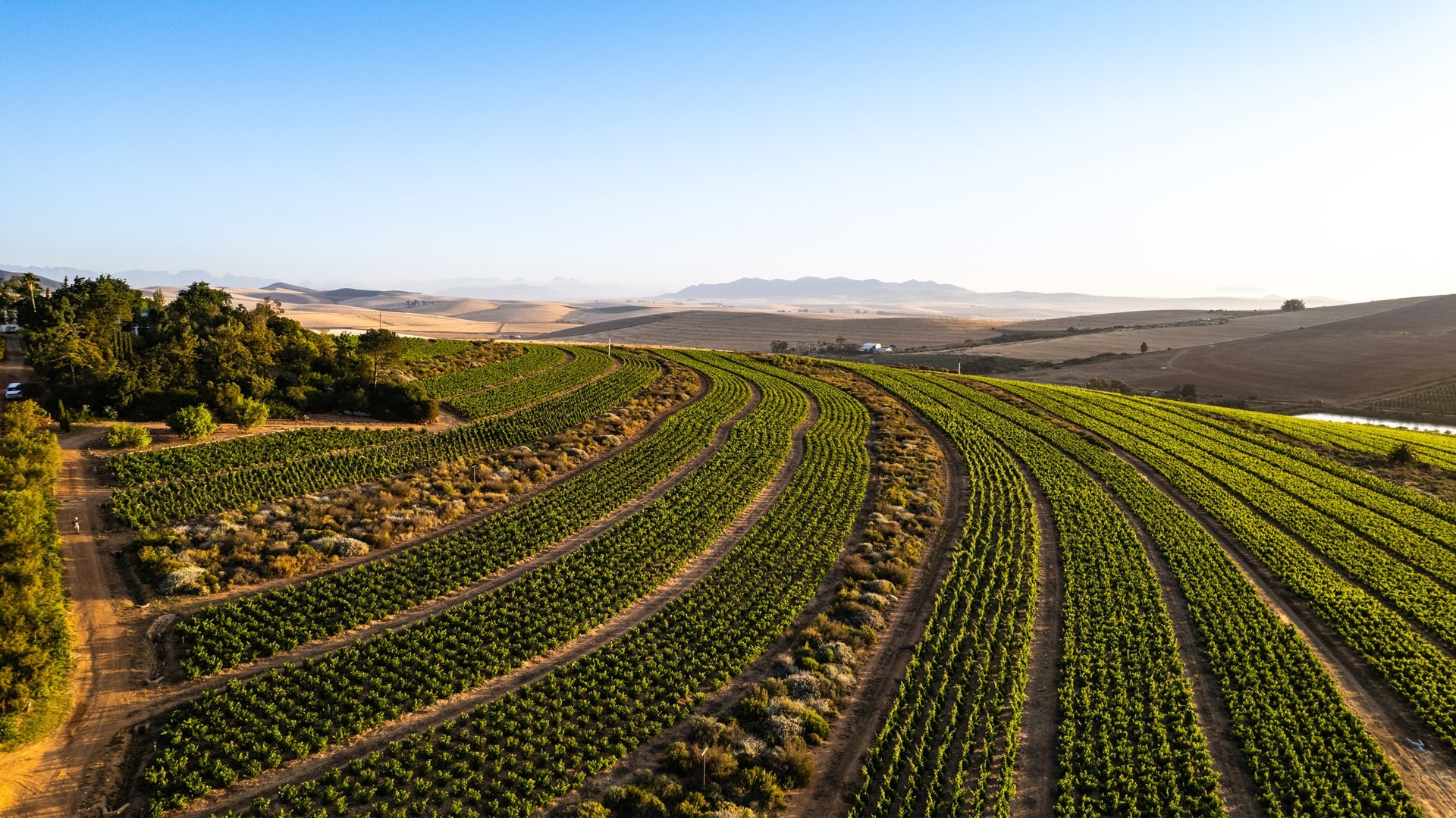Mullineux Family Vineyard
