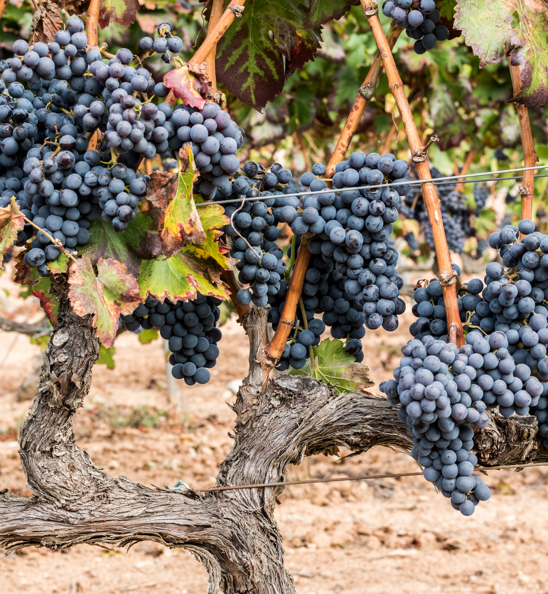  Grenache Wine Collection