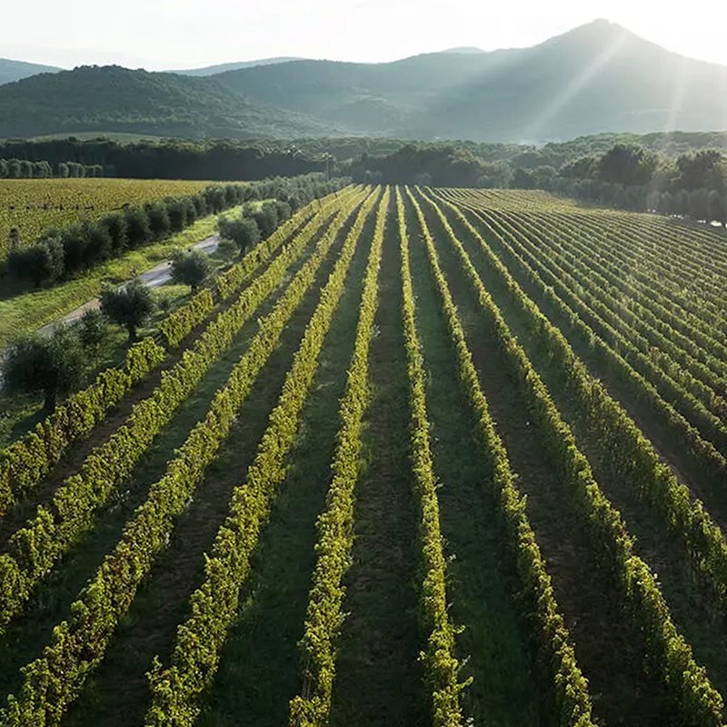 Tenuta dell’Ornellaia Vineyards