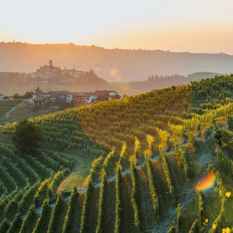 2020 Piedmont Vintage Wine Collection