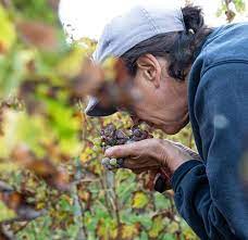 Greek White Wines