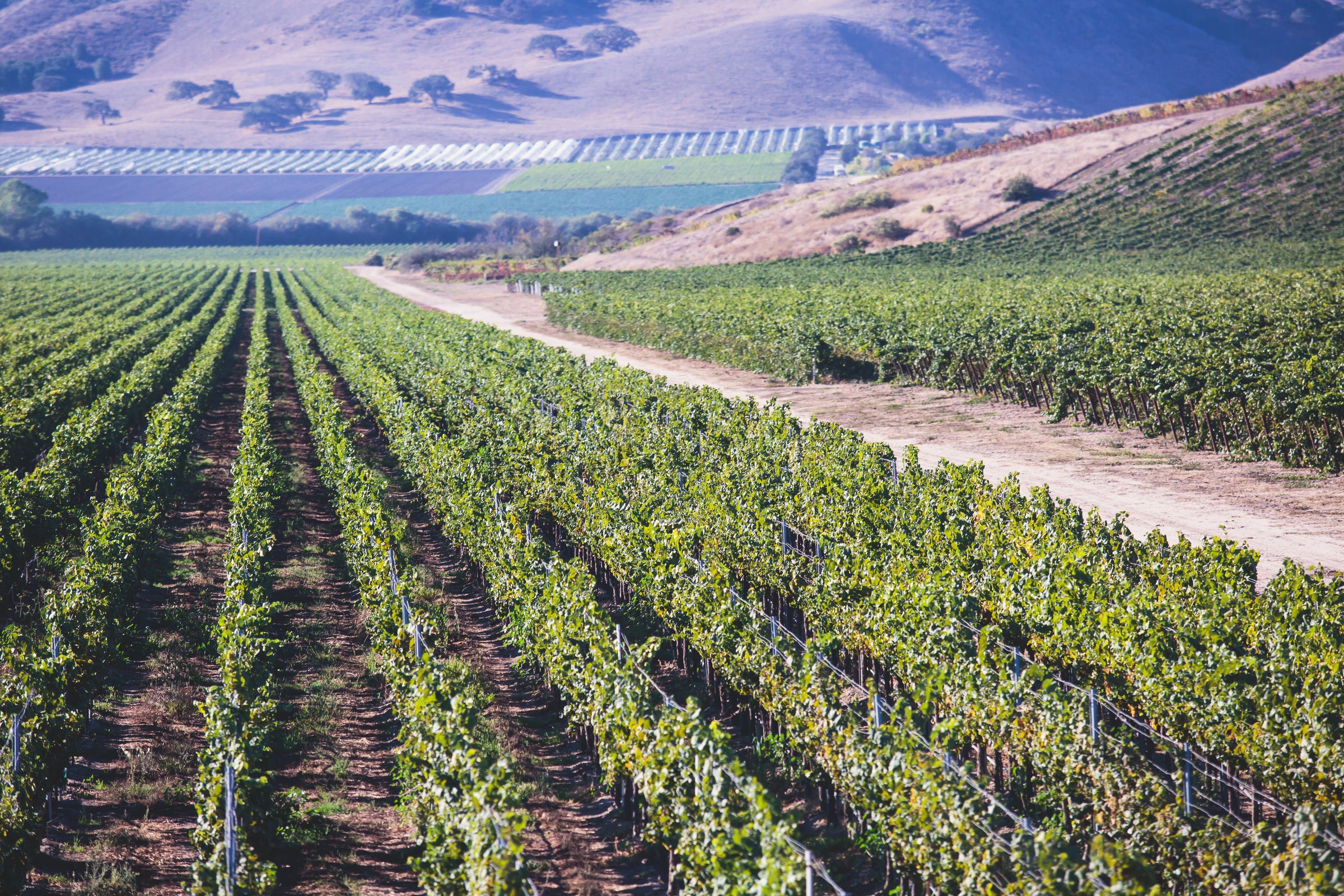 Santa Barbara California Vineyards