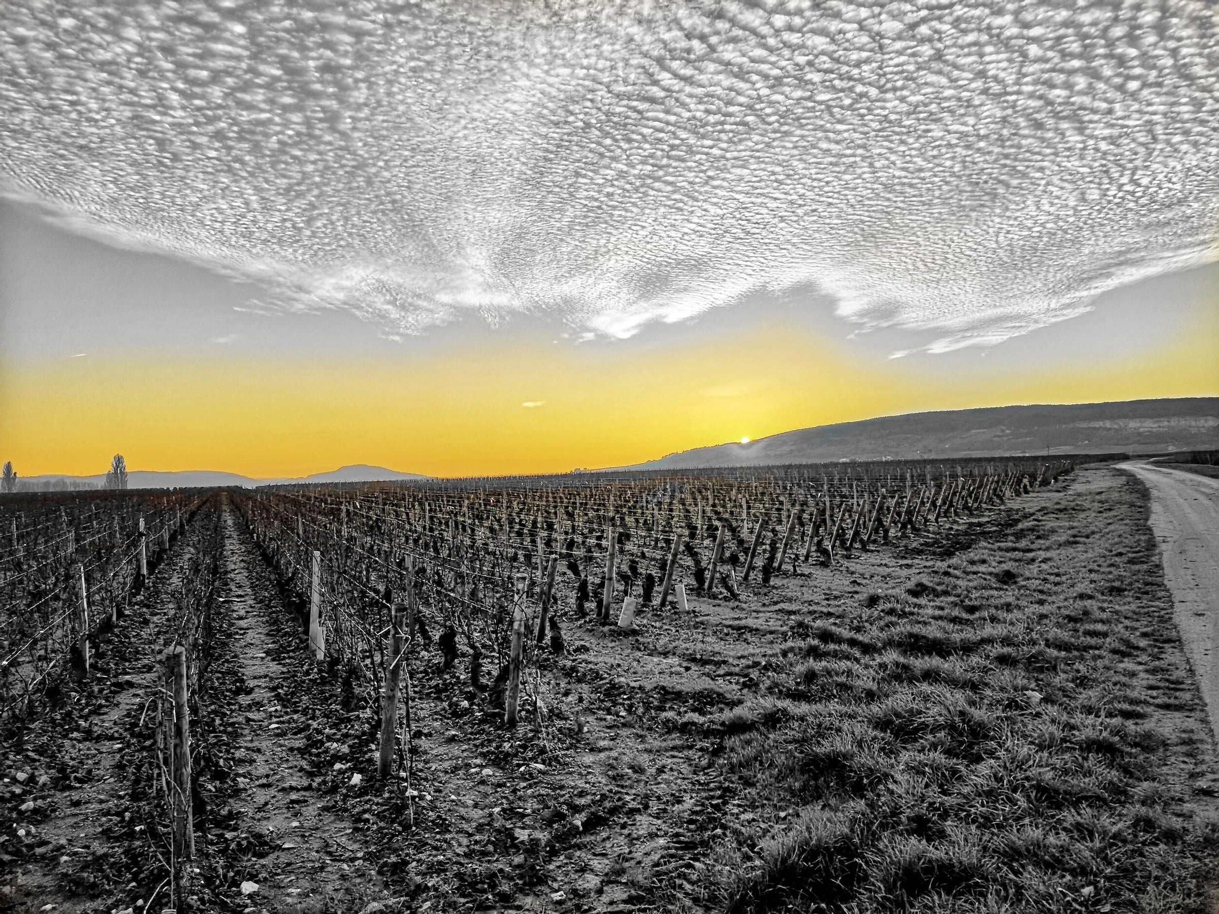 Domaine Albert Joly Burgundy