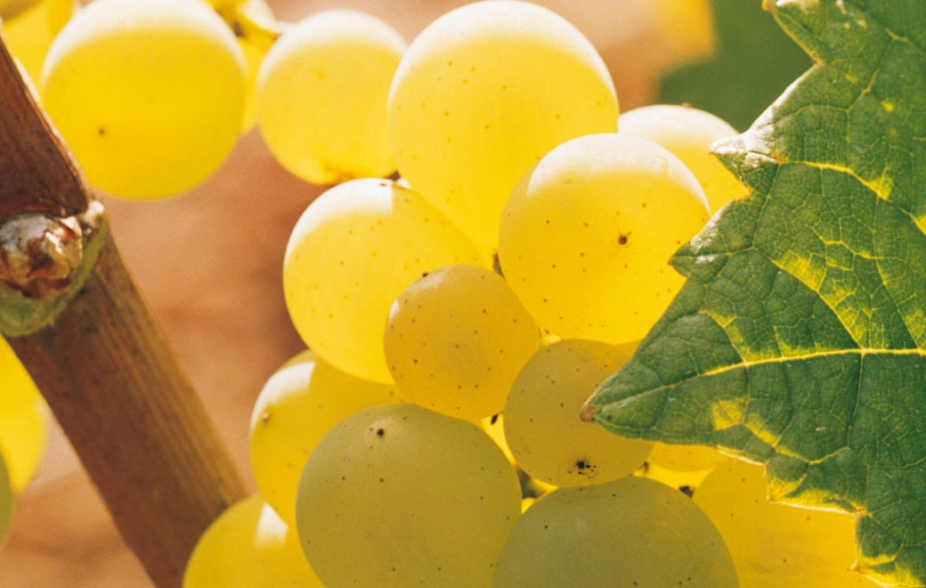 French Chardonnay Collection