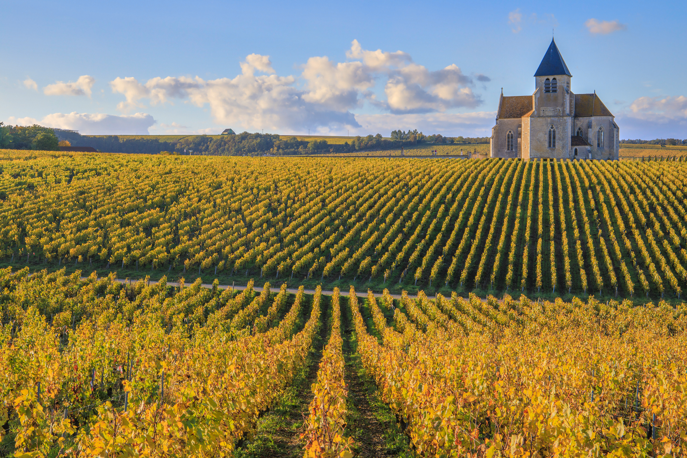 French White Wine Collection