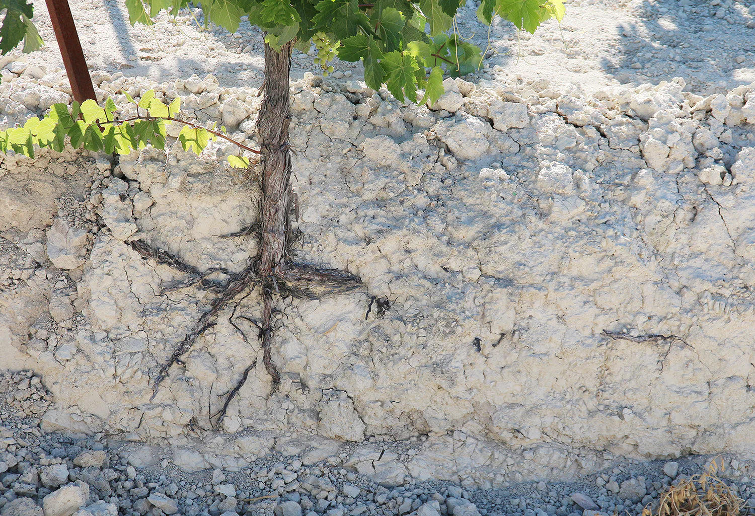Mineral-Driven White Wines