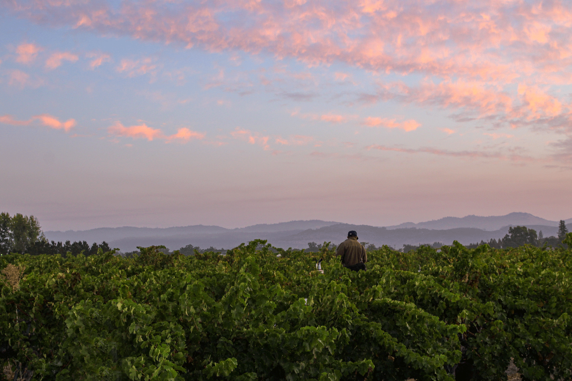 Chris Hamilton Cellars Wine Collection
