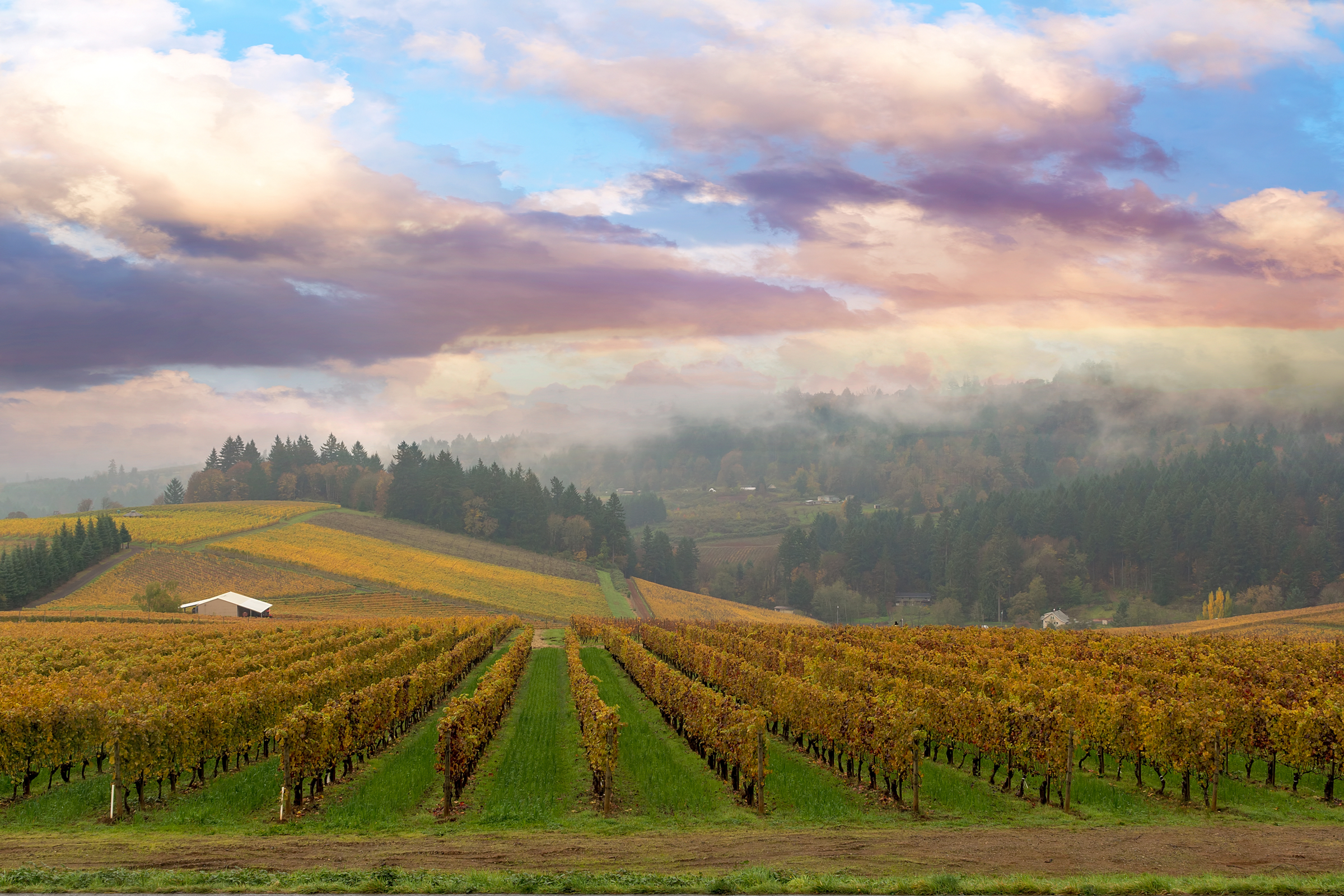 Dundee Hills AVA
