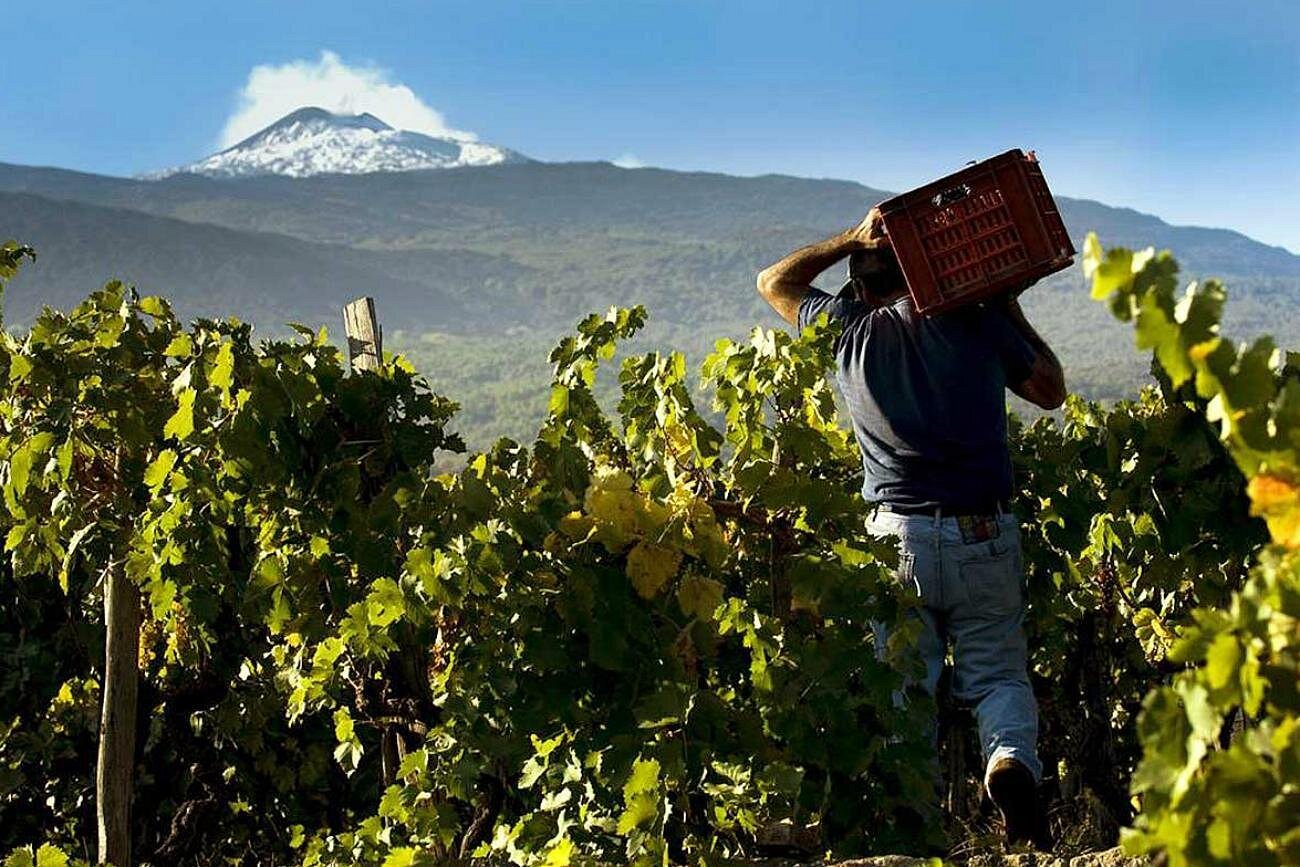 Mount Etna Wine Collection