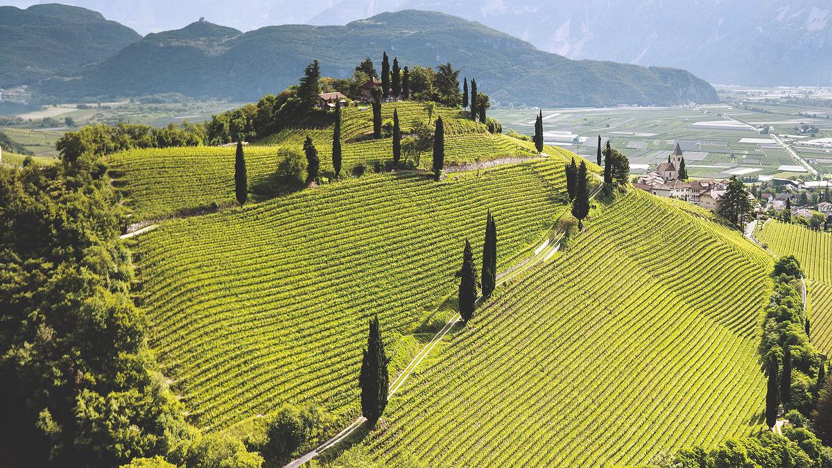 Gaja Wines - Italy