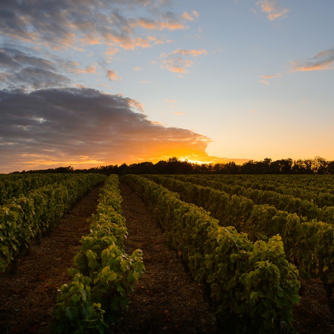 Loire Valley “Liquid Gold”: Baumard & Foreau– Sweet Chenin Blanc Icons