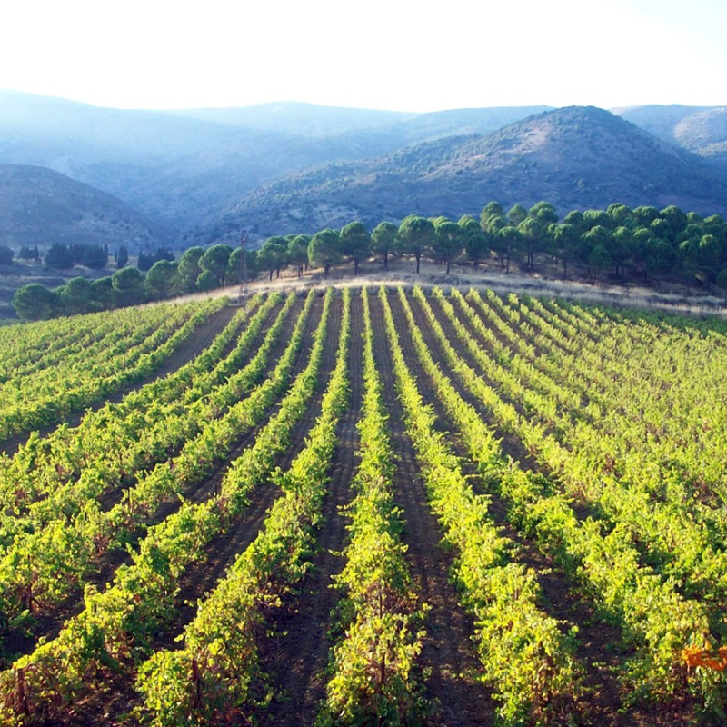 Château Musar Vineyards