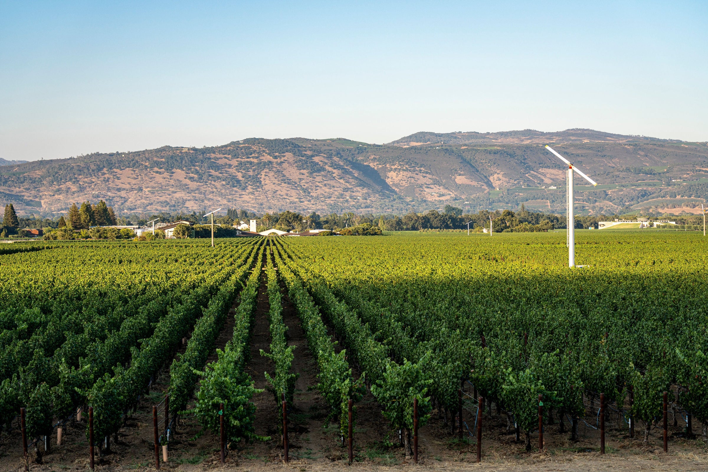 Oakville Cabernet Sauvignon