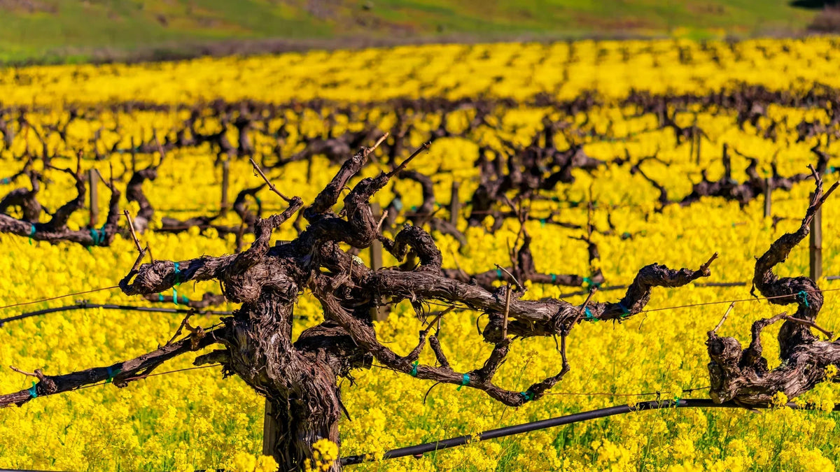 Trois Noix - Oakville - Napa Valley